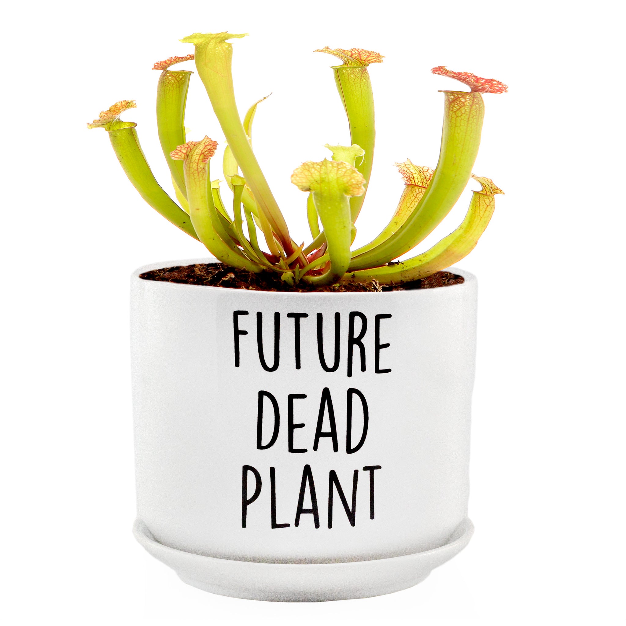 dead plant pot Future Dead Plant Pot (2-Piece Set)