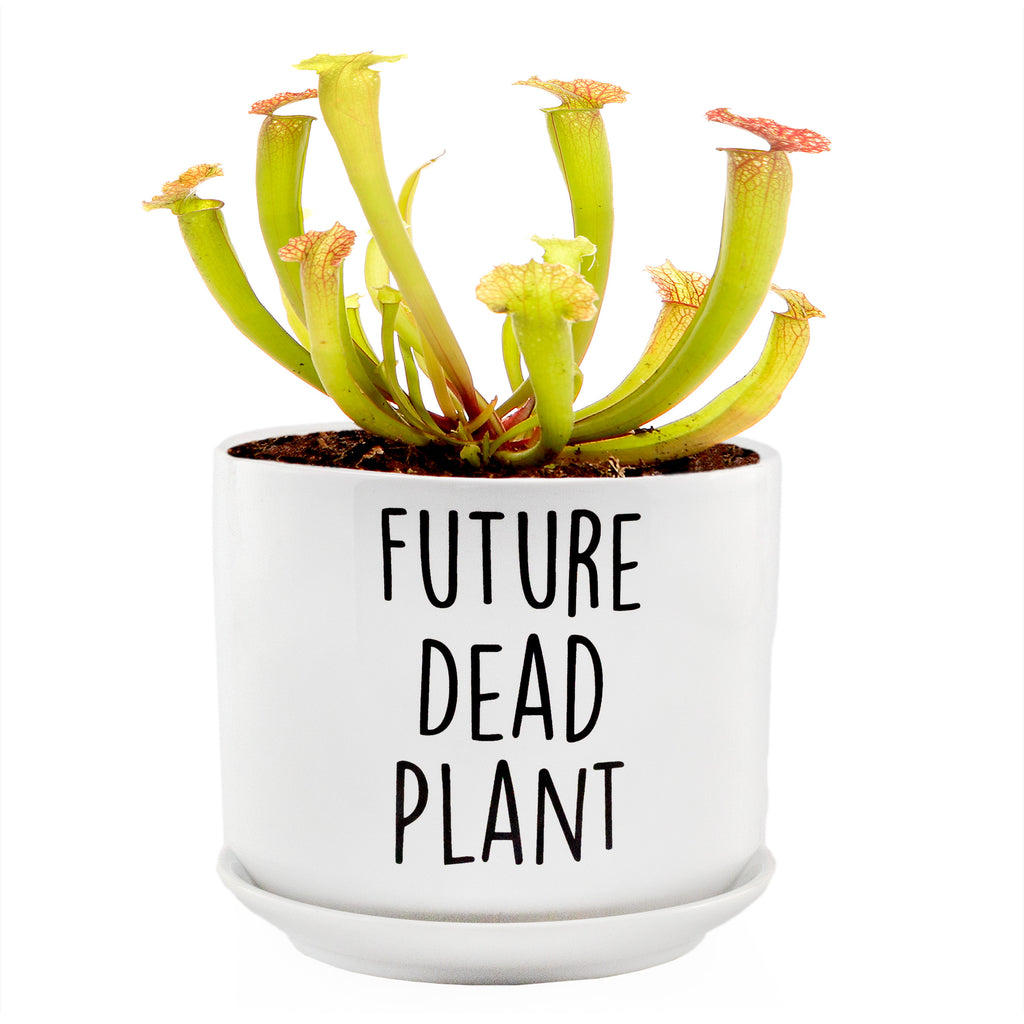 Future Dead Plant Pot w/Saucer (Case of 36, 18 Sets) - 18X_SH_2378_CASE