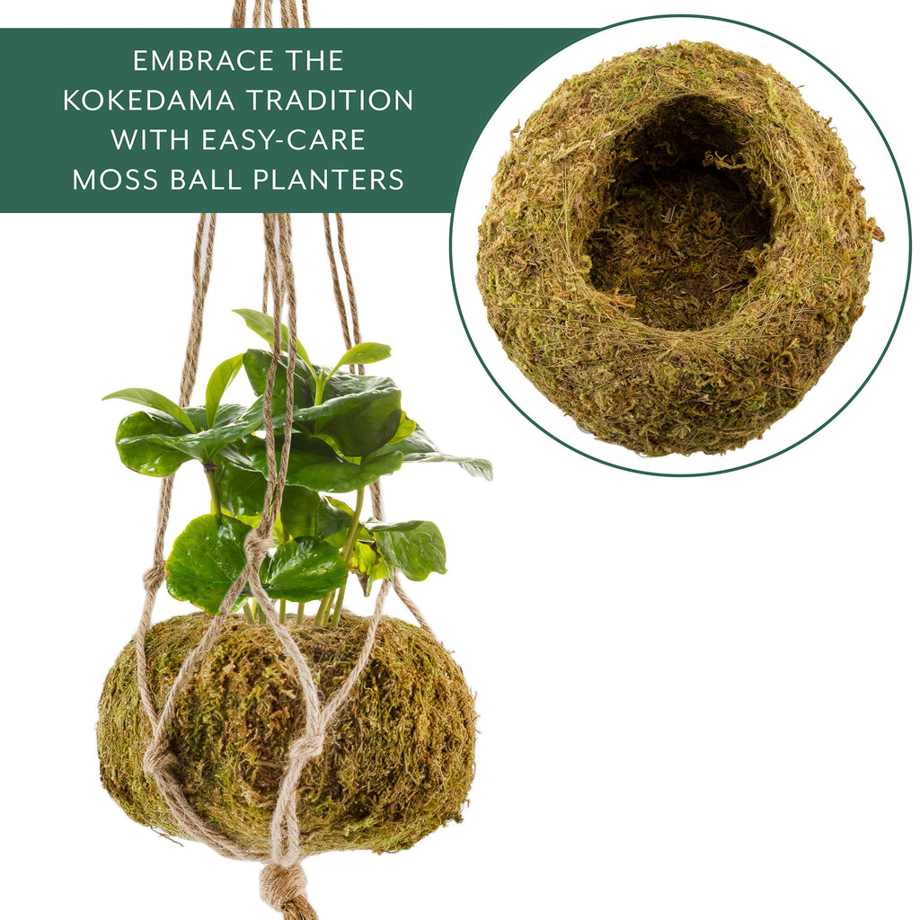 Kokedama Hanging Planter Kits (5.5in, Case of 27) - 9X_SH_2405_CASE