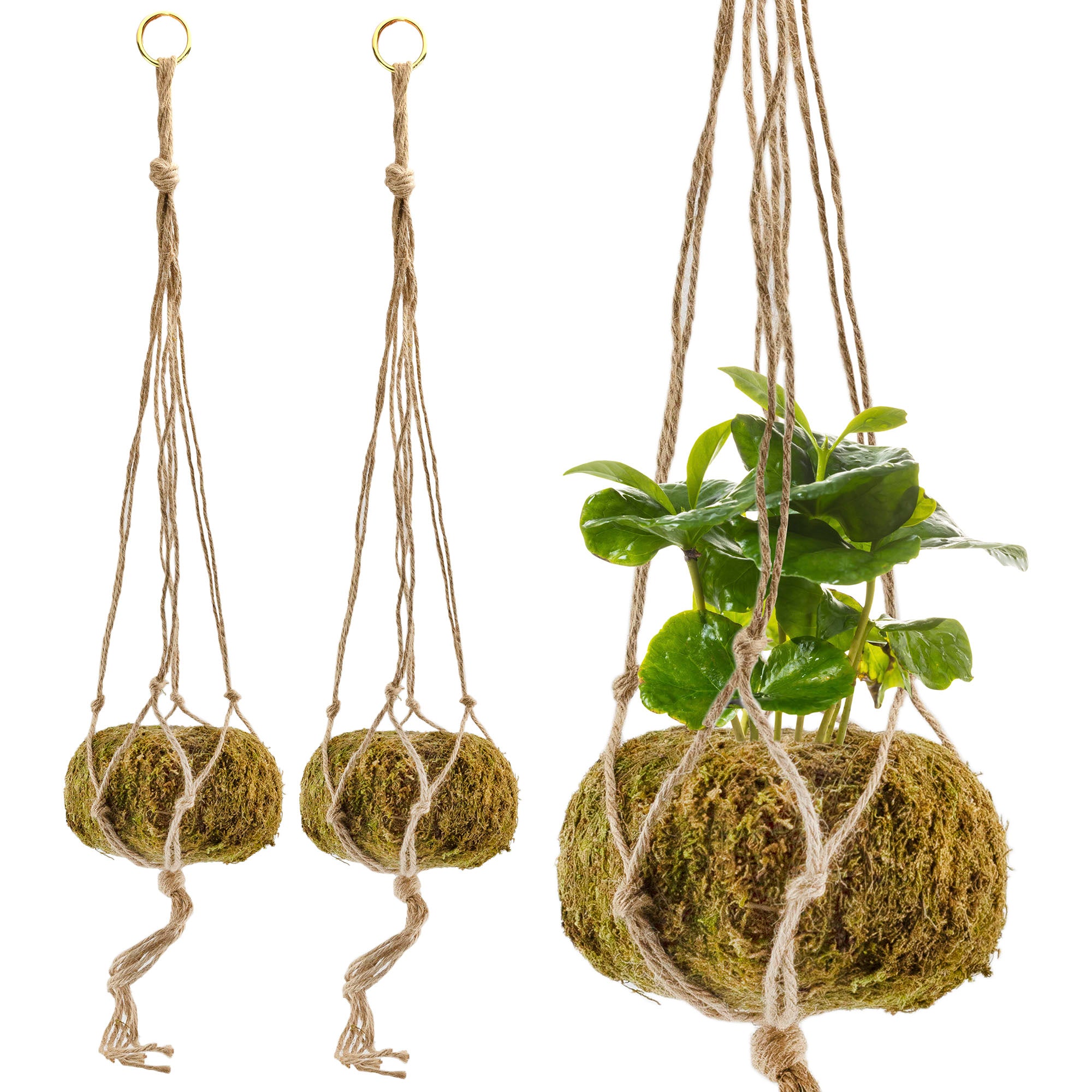 kokedama hanging plants Esterno Kokedama Hanging Planters (Set of 3, 5.5in Diameter); Japanese Moss Ball Plant Holder for Ferns, Succulents, Orchids Etc – Kurated Korner