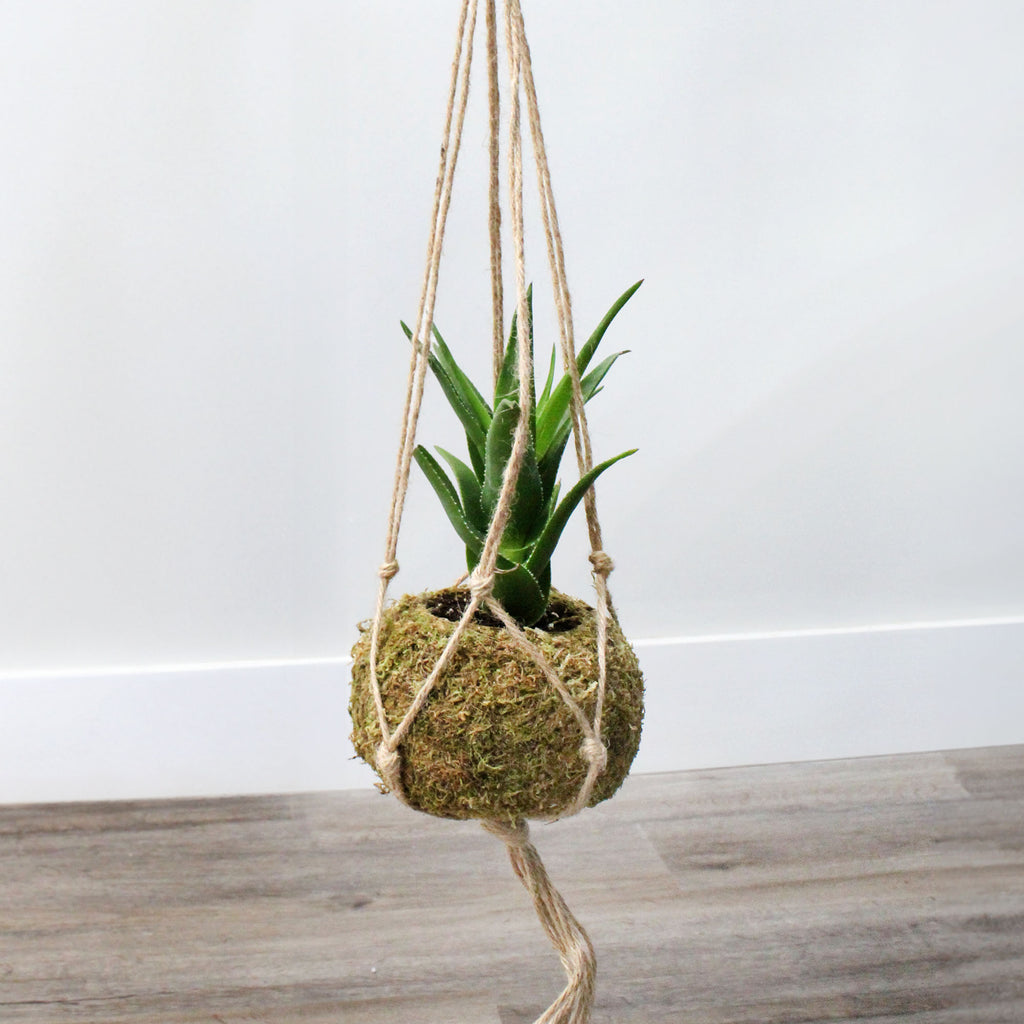 Kokedama Hanging Planter Kits (Set of 3, 5.5 Inch Diameter) - sh2405es1