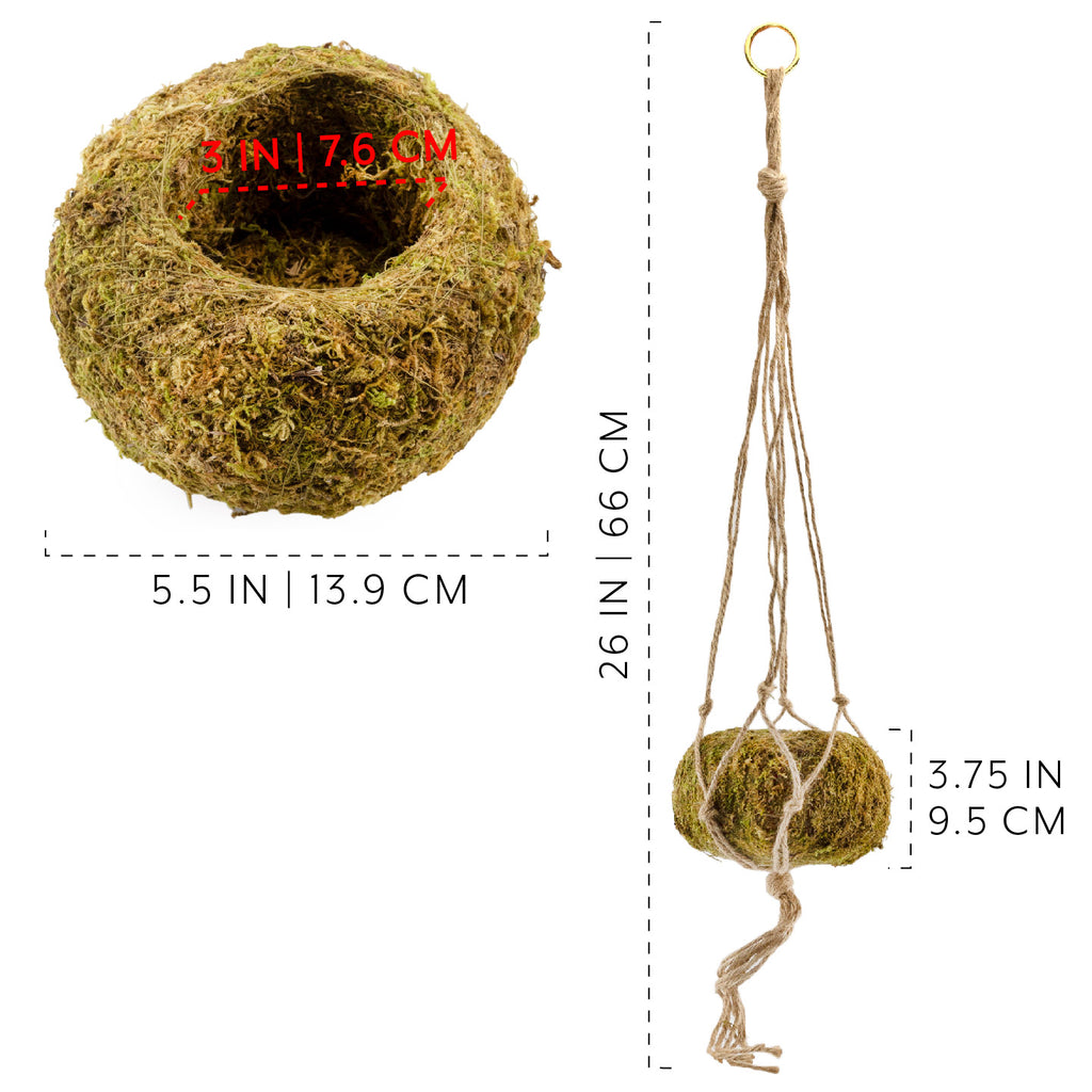 Kokedama Hanging Planter Kits (5.5in, Case of 27) - 9X_SH_2405_CASE