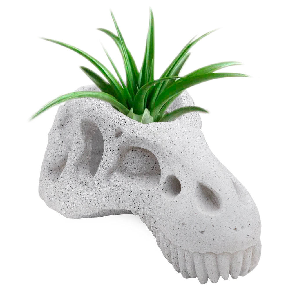 Dinosaur Skull Planter Pot (Case of 24) - 24X_SH_2376_CASE