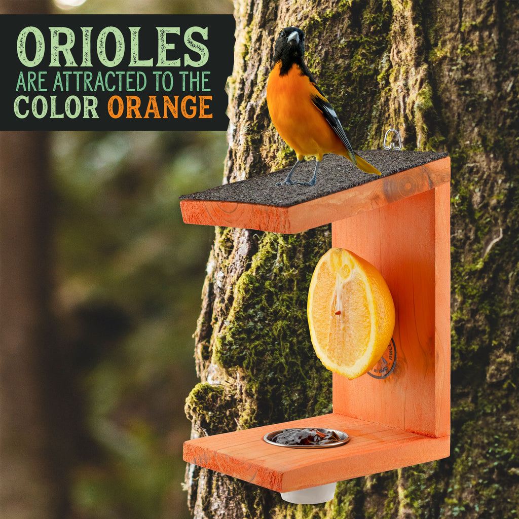 Oriole Bird Feeder - UDKIT022