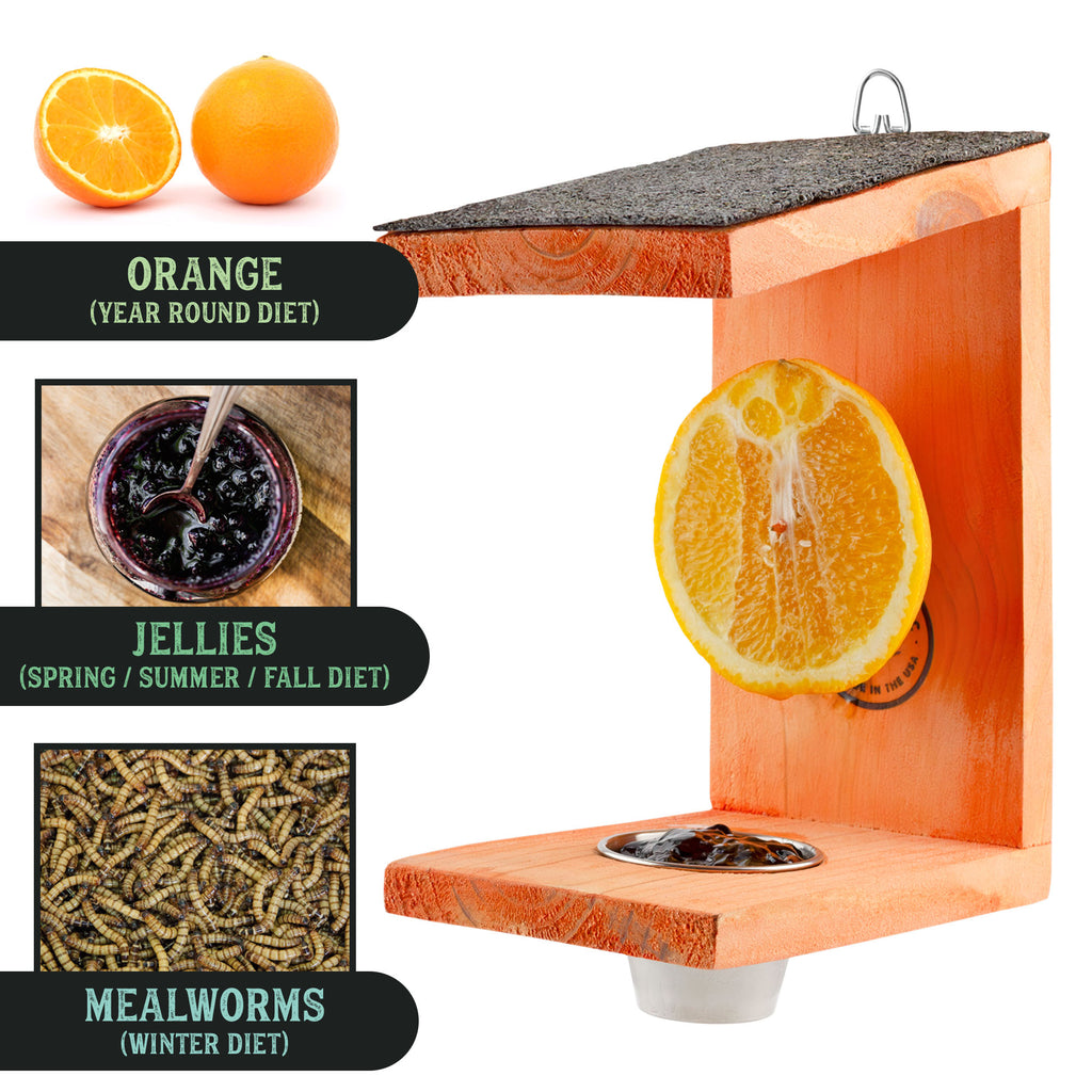 Oriole Bird Feeder - UDKIT022