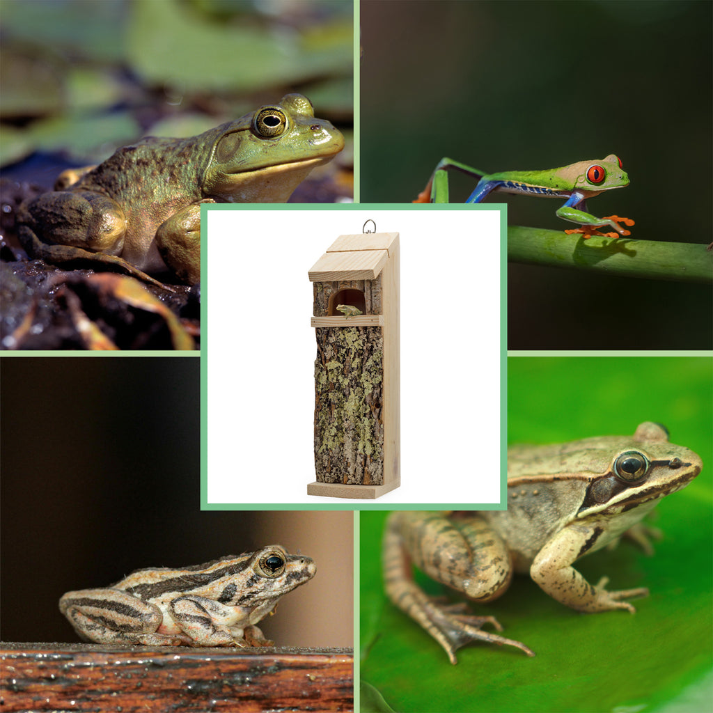 Premium Tree Frog House - UDKIT030