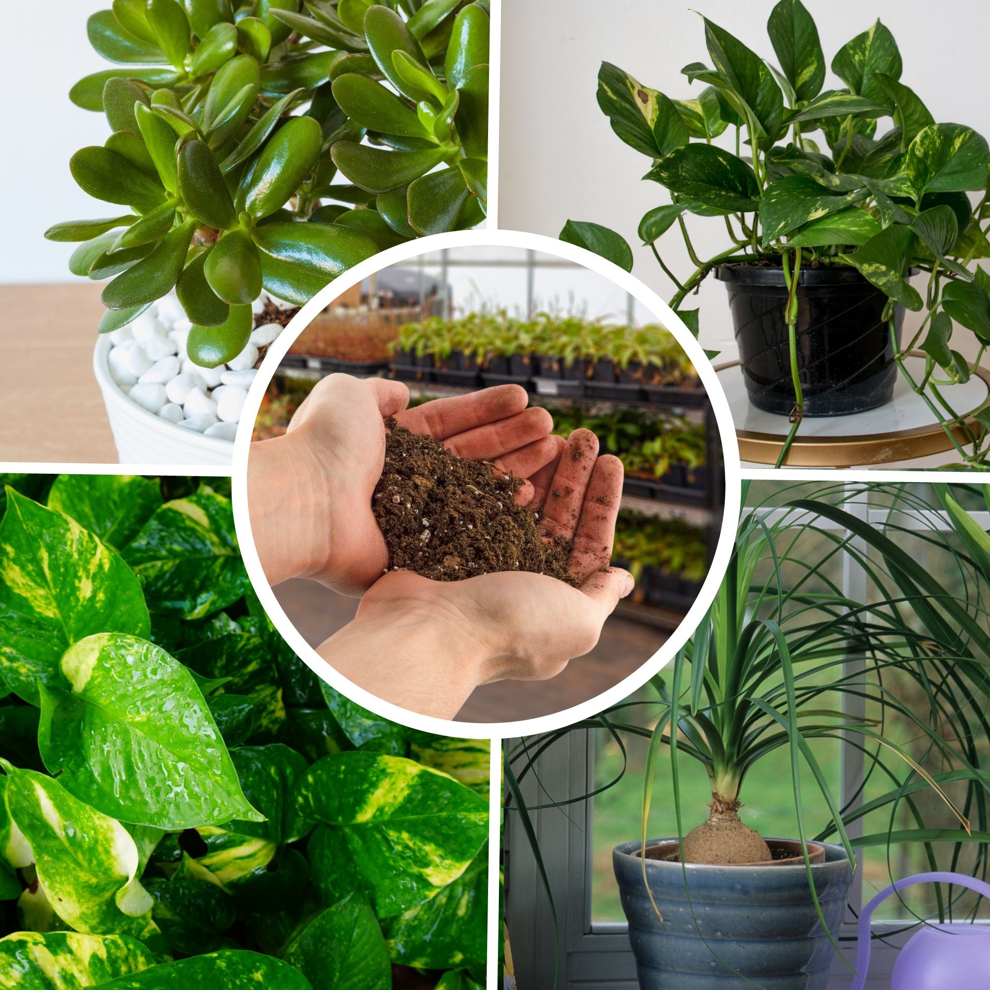money plant soil change Money Tree Potting Soil Mix; Custom Blend for Money Plant Container Gardening – Kurated Korner