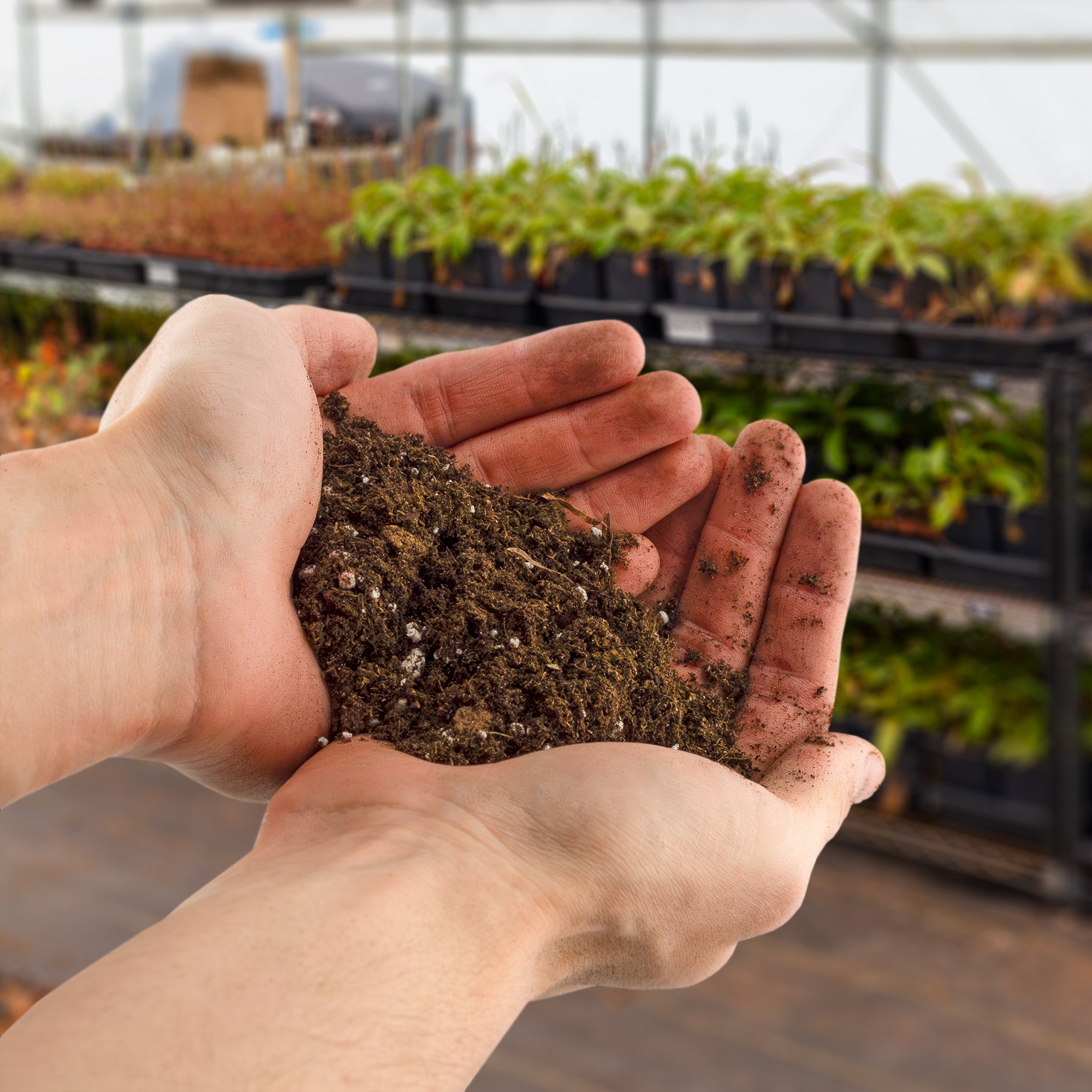 tropical potting mix for money tree Money Tree Potting Soil Mix; Custom Blend for Money Plant Container Gardening – Kurated Korner
