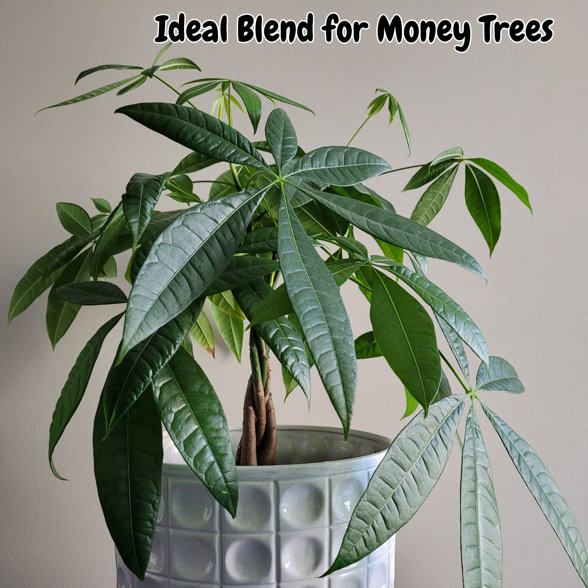 best soil for a money plant Money Tree Potting Soil Mix; Custom Blend for Money Plant Container Gardening – Kurated Korner