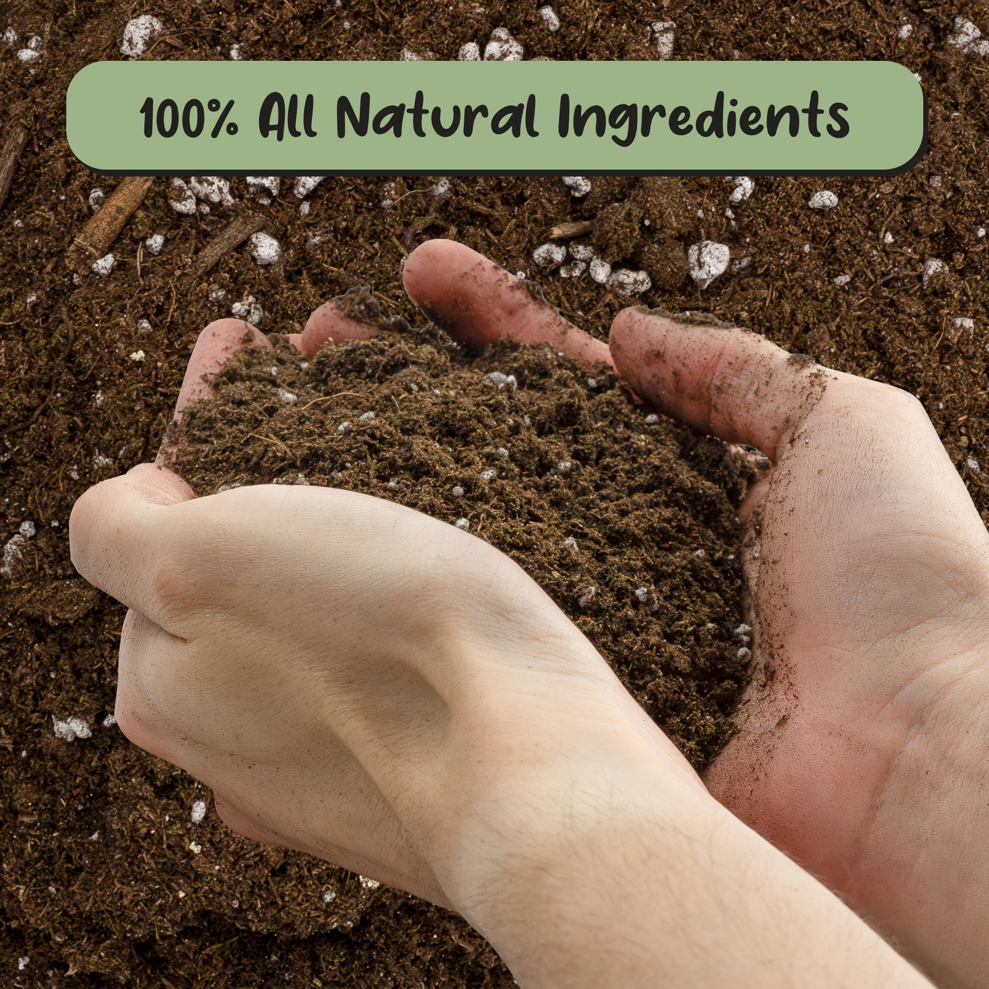 soil mix for lucky bamboo Lucky Bamboo Plant Potting Mix (Choose Size), Custom Soil Mix for Repotting – Kurated Korner