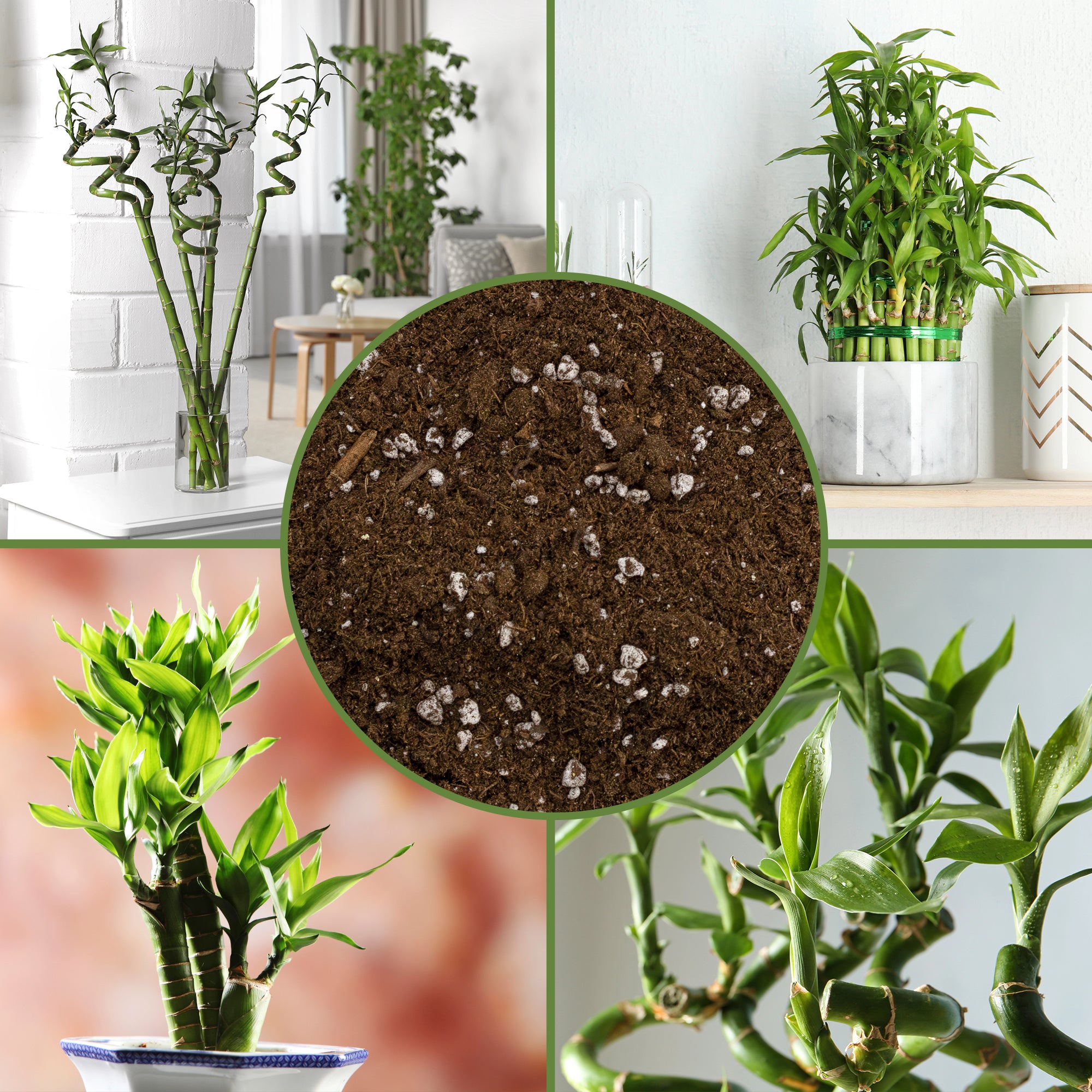 lucky bamboo plant soil Lucky Bamboo Plant Potting Mix (Choose Size), Custom Soil Mix for Repotting – Kurated Korner