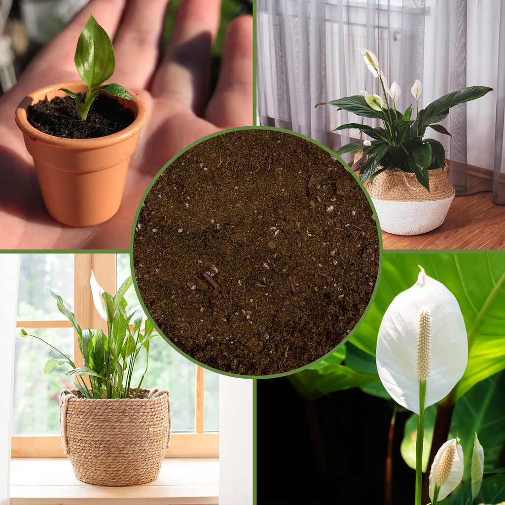 Peace Lily Potting Soil Mix - SSVarPeace