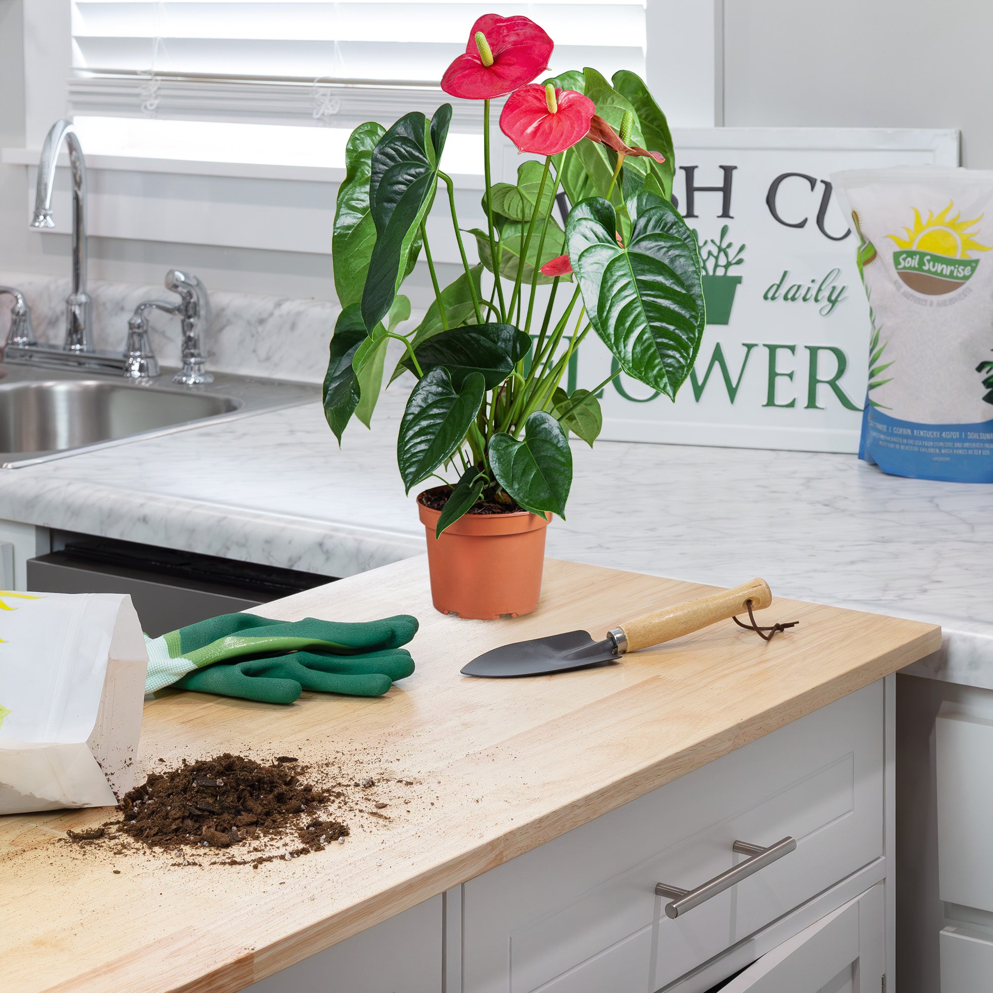 anthurium plant soil Anthurium Plant Potting Soil Mix, Indoor Houseplant Custom Blend for Flowering Anthuriums – Kurated Korner