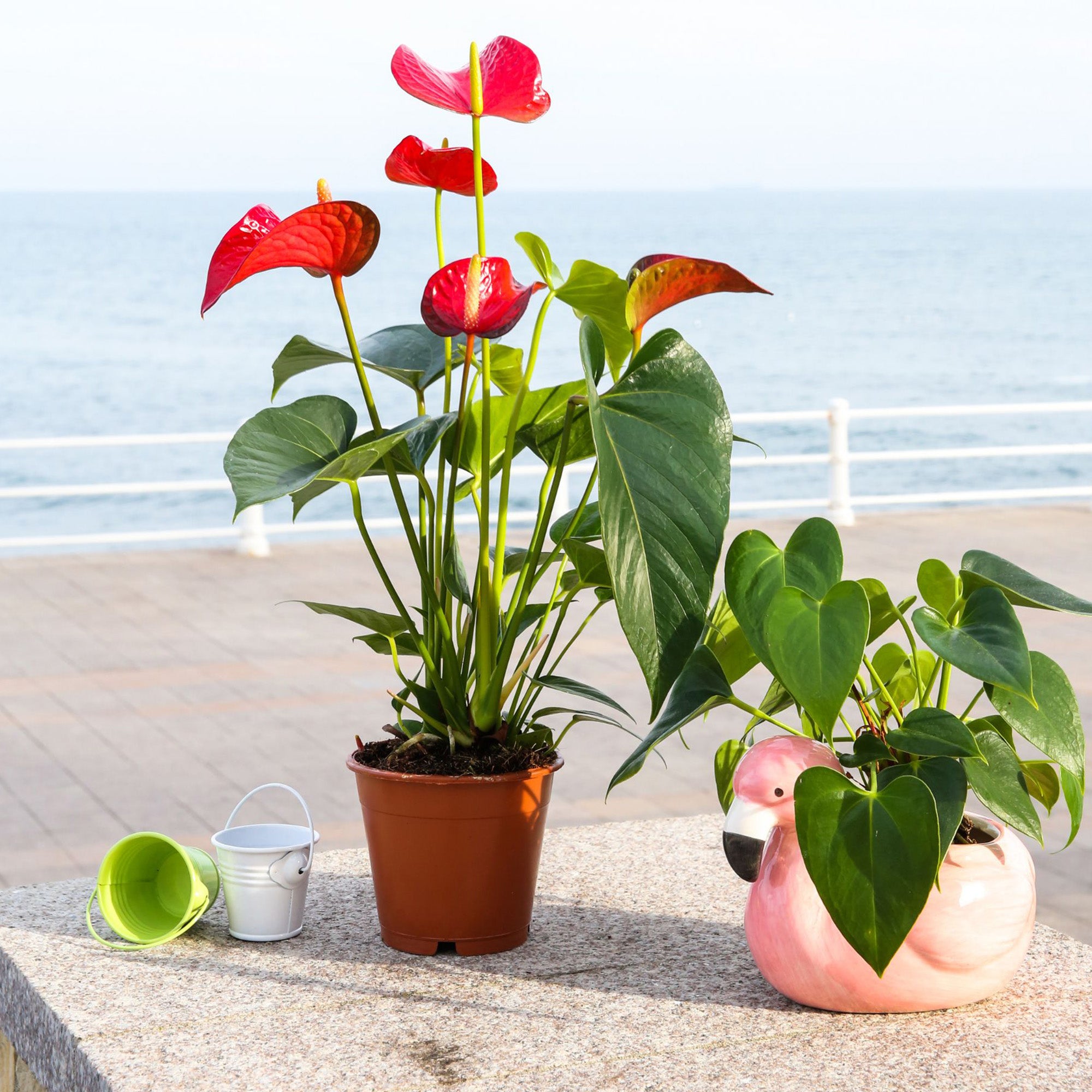 Anthurium Plant Potting Soil Mix, Indoor Houseplant Custom Blend for  Flowering Anthuriums – Kurated Korner