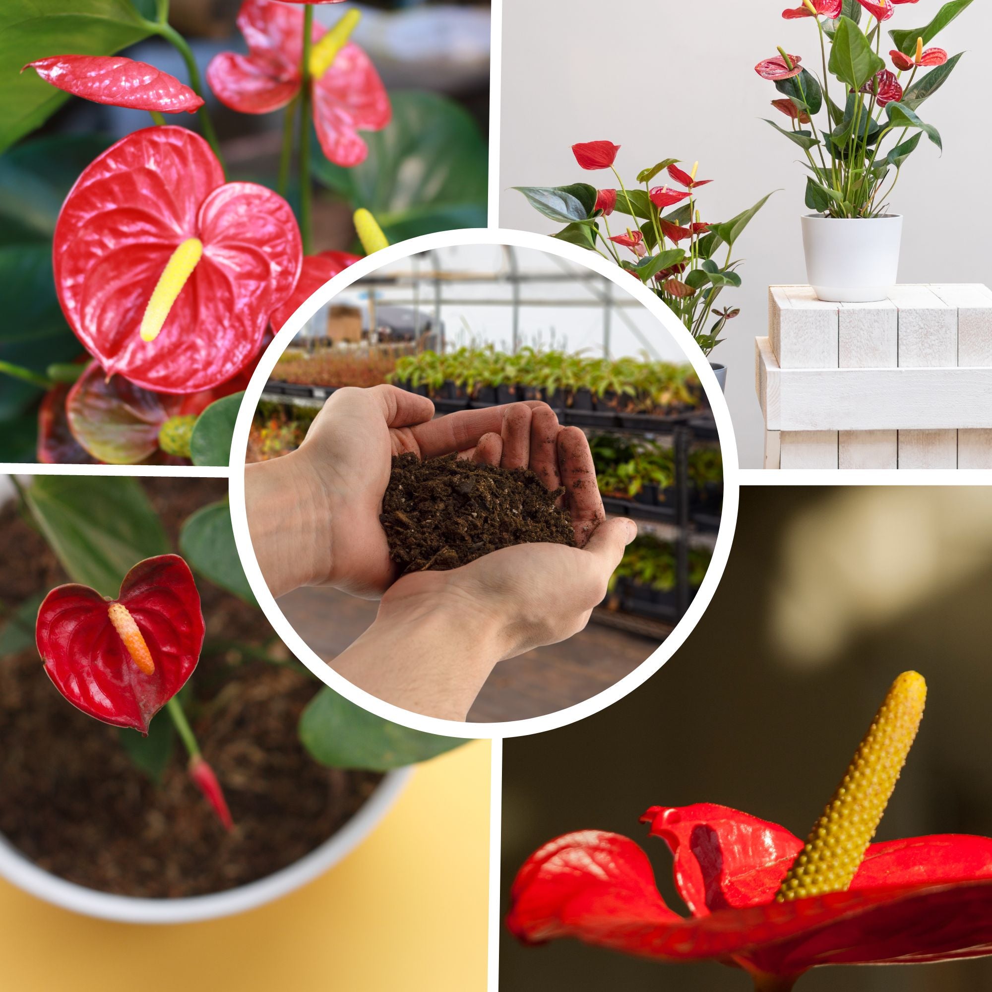 peat moss for anthurium Anthurium Plant Potting Soil Mix