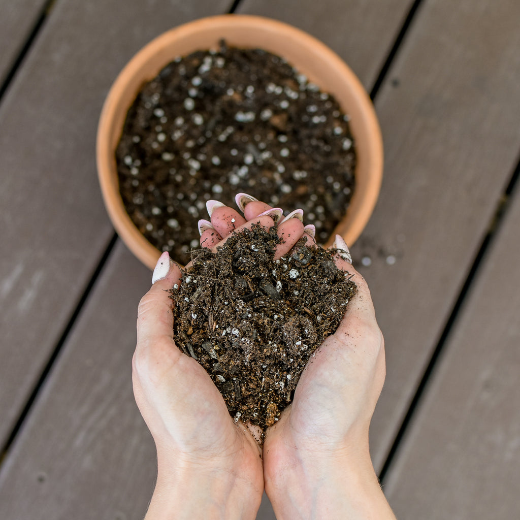 Lemon Lime Prayer Plant Potting Mix - SSVarPryr