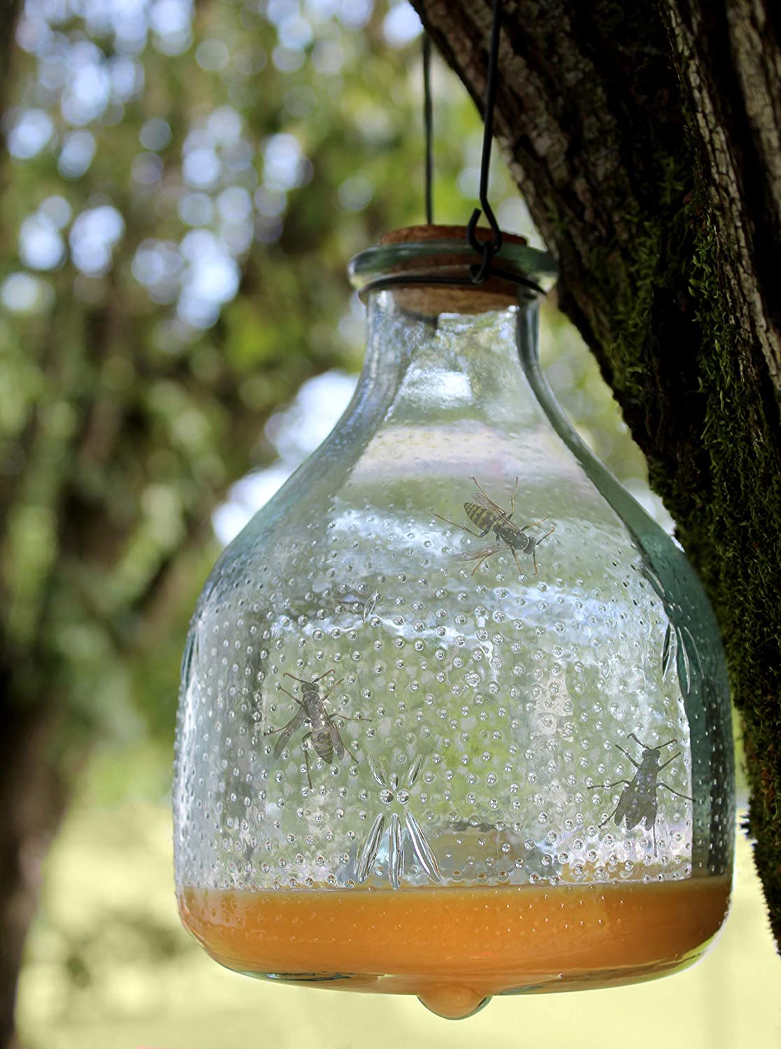 glass wasp trap