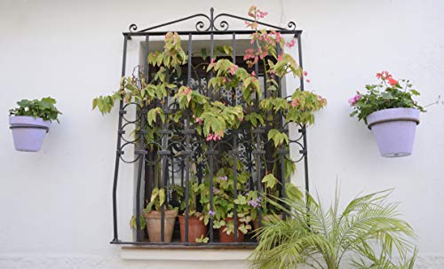 Erbanize® Flower Pot Ring, Round Planter Ring, Hanger Bracket Wall  Mountable, Holder for Balcony Garden Indoor & Outdoor (Set of 4) :  Amazon.in: Garden & Outdoors
