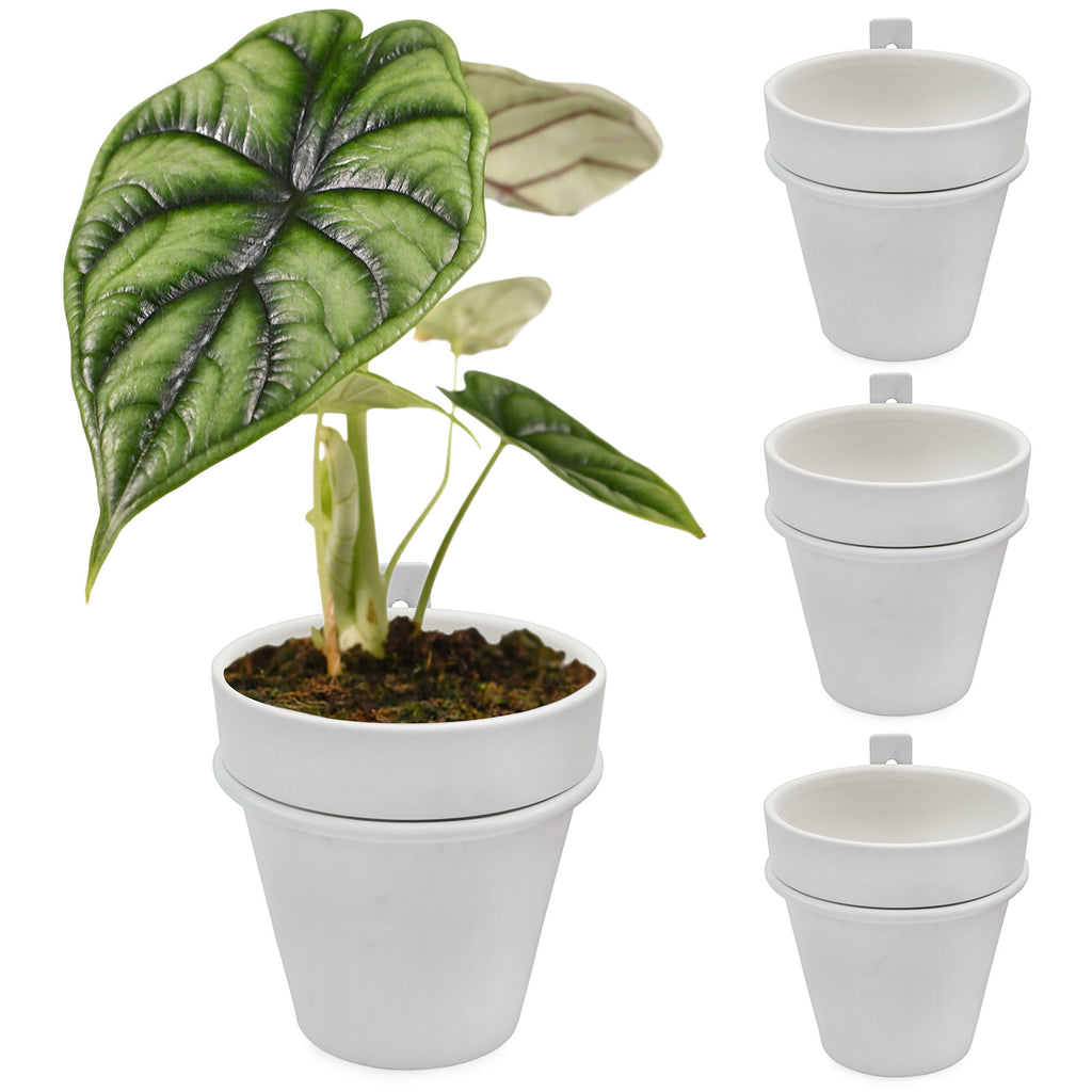 Wall Mounted Planter Rings w/ Pots 8pc Set (Case of 48) - 12X_SH_2105_CASE