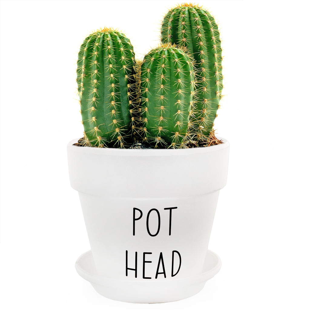 Pothead Planter Pot (2-Piece Set) - sh2266es1