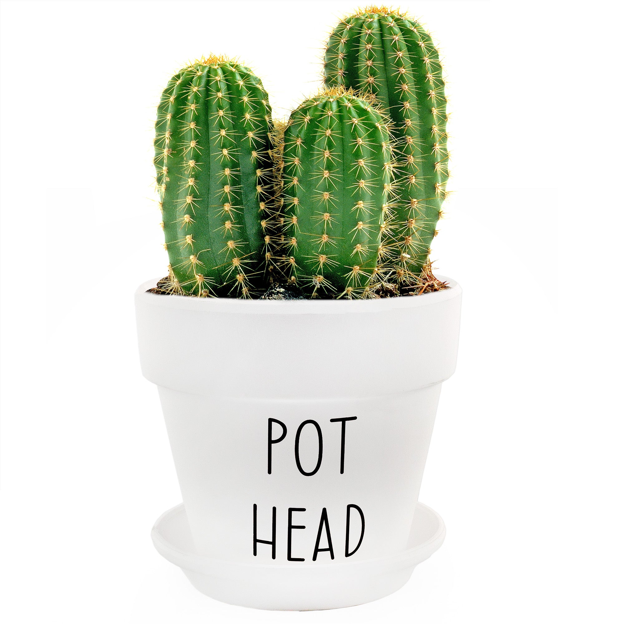 pot heads plant shop Esterno Pothead Planter Pot (2-Piece Set), Mini Decorative Planter with Saucer for Indoor Gardening