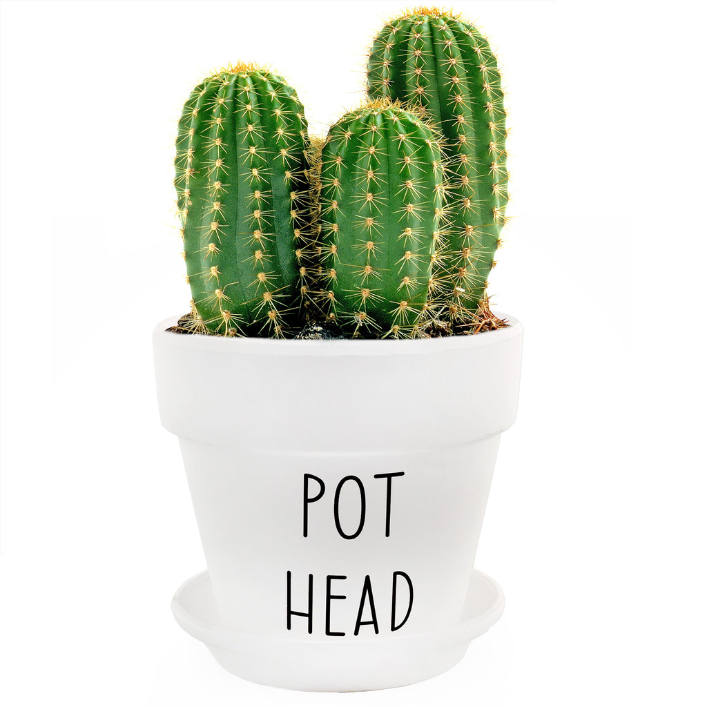 Pothead Planter Pot 2pc Set (Case of 18) - 18X_SH_2266_CASE