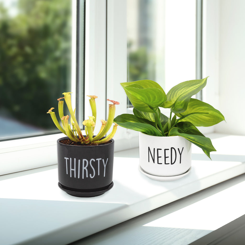 Needy and Thirsty Planter Pots (Set of 2) - sh2351es1