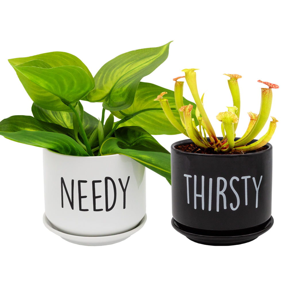 Needy and Thirsty Planter Pots (Case of 9) - 9X_SH_2351_CASE