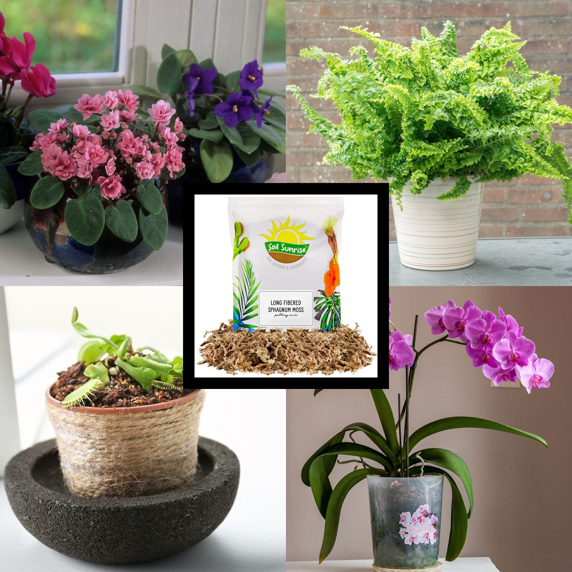 can i mix sphagnum moss with potting soil Long Fibered Sphagnum Peat Moss, All Natural Dried Moss for Orchids, Carnivorous Plants, Decorating, Terrariums – Kurated Korner