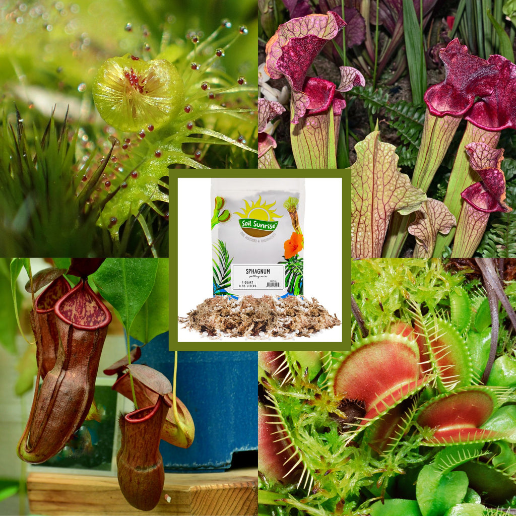 potting mix for carnivorous plants Sphagnum Moss Potting Mix (1 Quart); for Carnivorous Plants: Blend of Dried Moss with Perlite – Kurated Korner