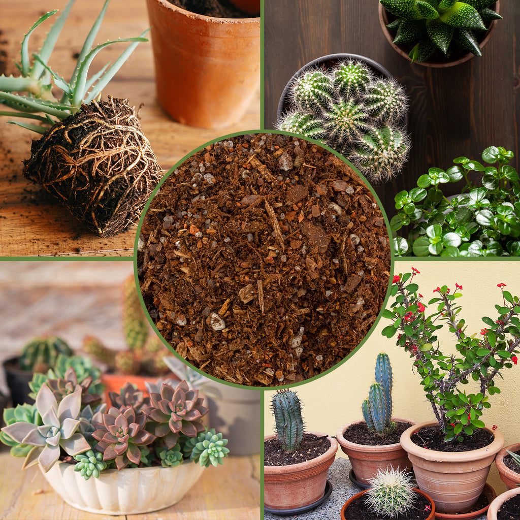 Cactus and Succulent Potting Mix - SSVarCactSuc