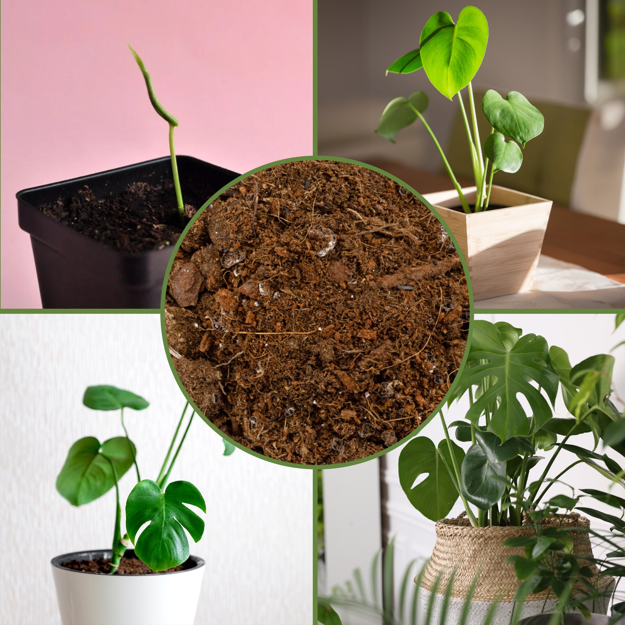 soil mix for monstera plant Monstera Houseplant Potting Soil Mix, Custom Blend for Growing and Repotting – Kurated Korner