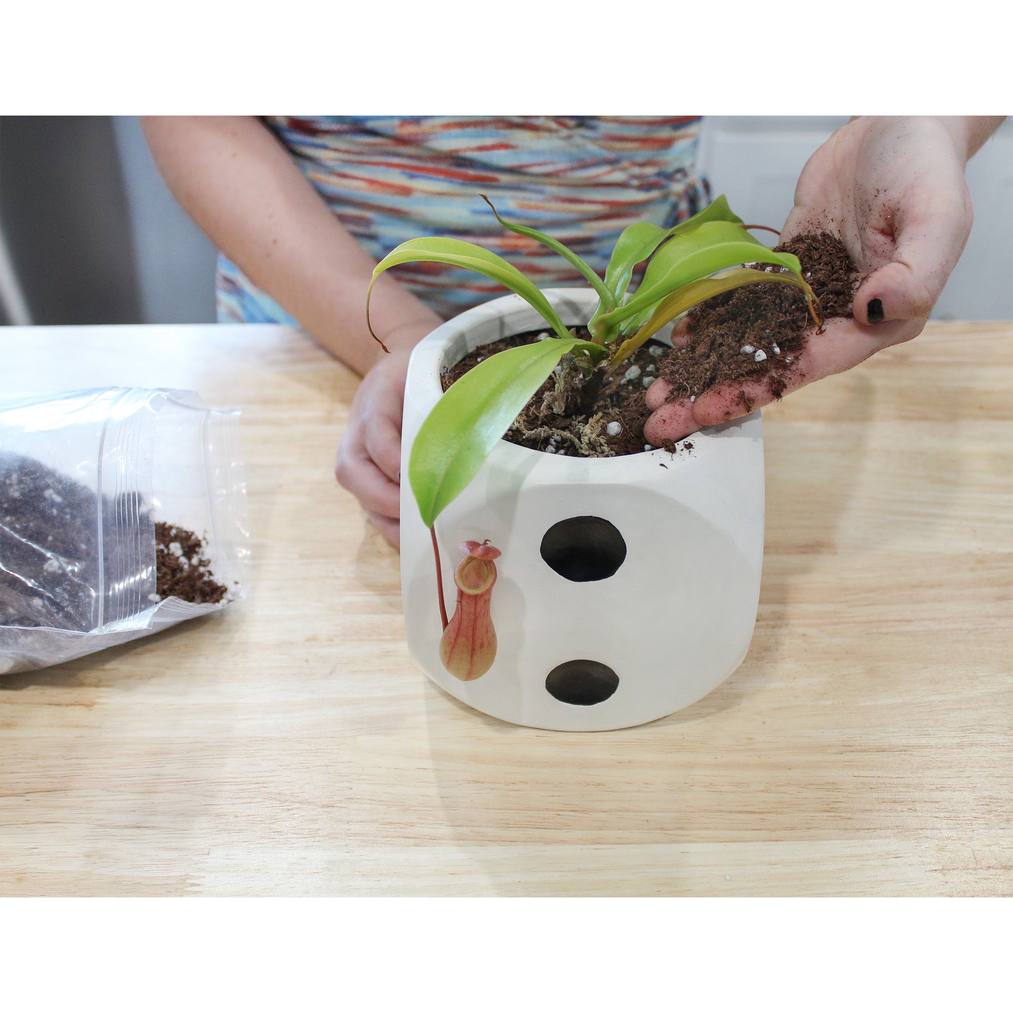 pitcher plant potting mix Pitcher Plant Potting Soil Mix, Nepenthes Carnivorous Plant Custom Blend  soil Additive, Choose Size – Kurated Korner