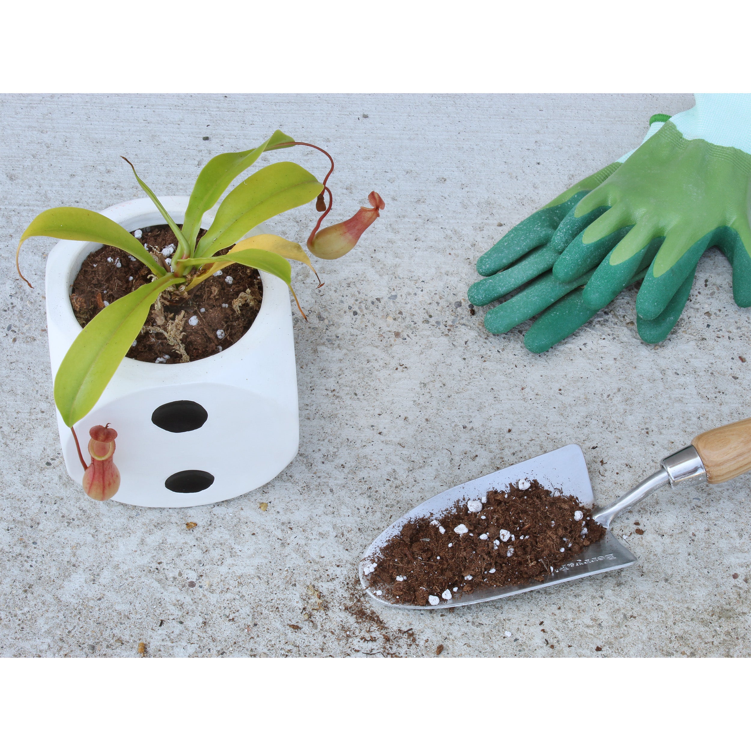 carnivorous plant potting soil Pitcher Plant Potting Soil Mix, Nepenthes Carnivorous Plant Custom Blend soil Additive, Choose Size – Kurated Korner