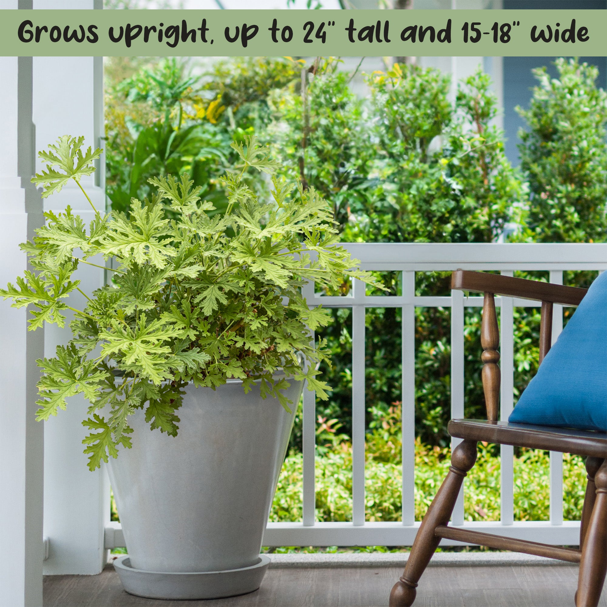 plant citronella in pot Live Citronella Geranium Plants (Choose Quantity); Pelargonium Citronella Scented Potted Plants, Choose Quantity – Kurated Korner