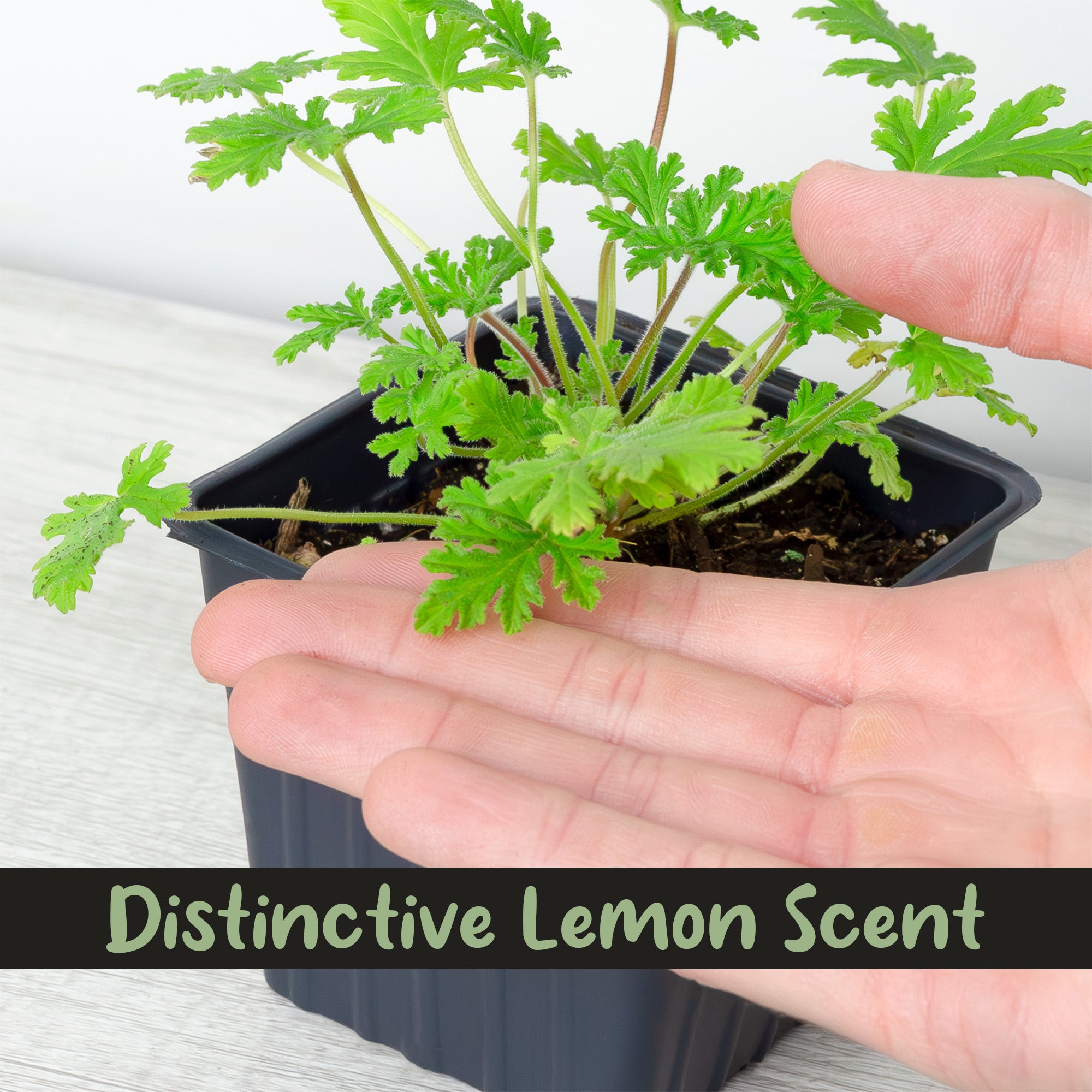 is citronella indoor plant Live Citronella Geranium Plants (Choose Quantity); Pelargonium Citronella Scented Potted Plants, Choose Quantity – Kurated Korner