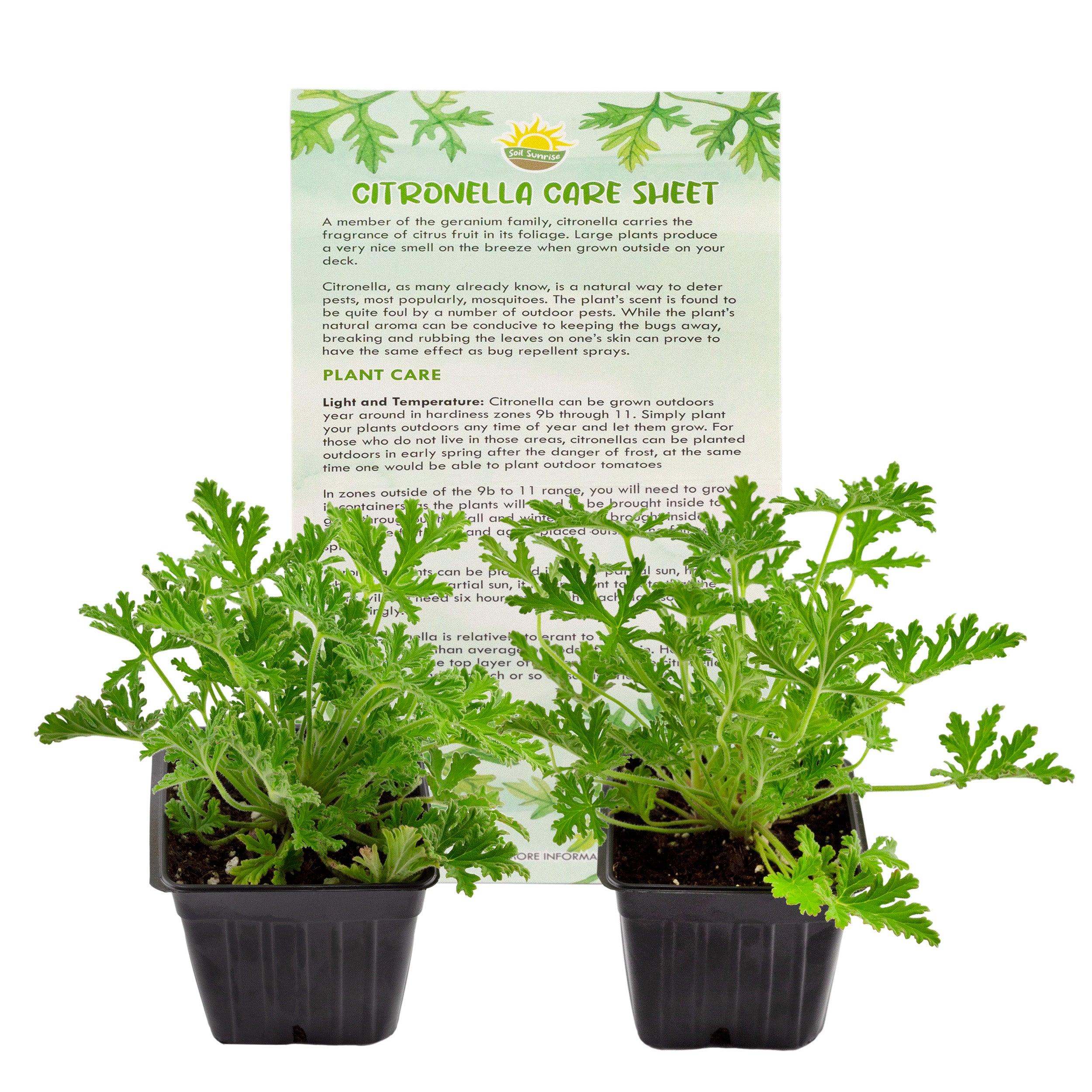 can citronella plants be used indoors Live Citronella Geranium Plants (Choose Quantity); Pelargonium Citronella Scented Potted Plants, Choose Quantity – Kurated Korner
