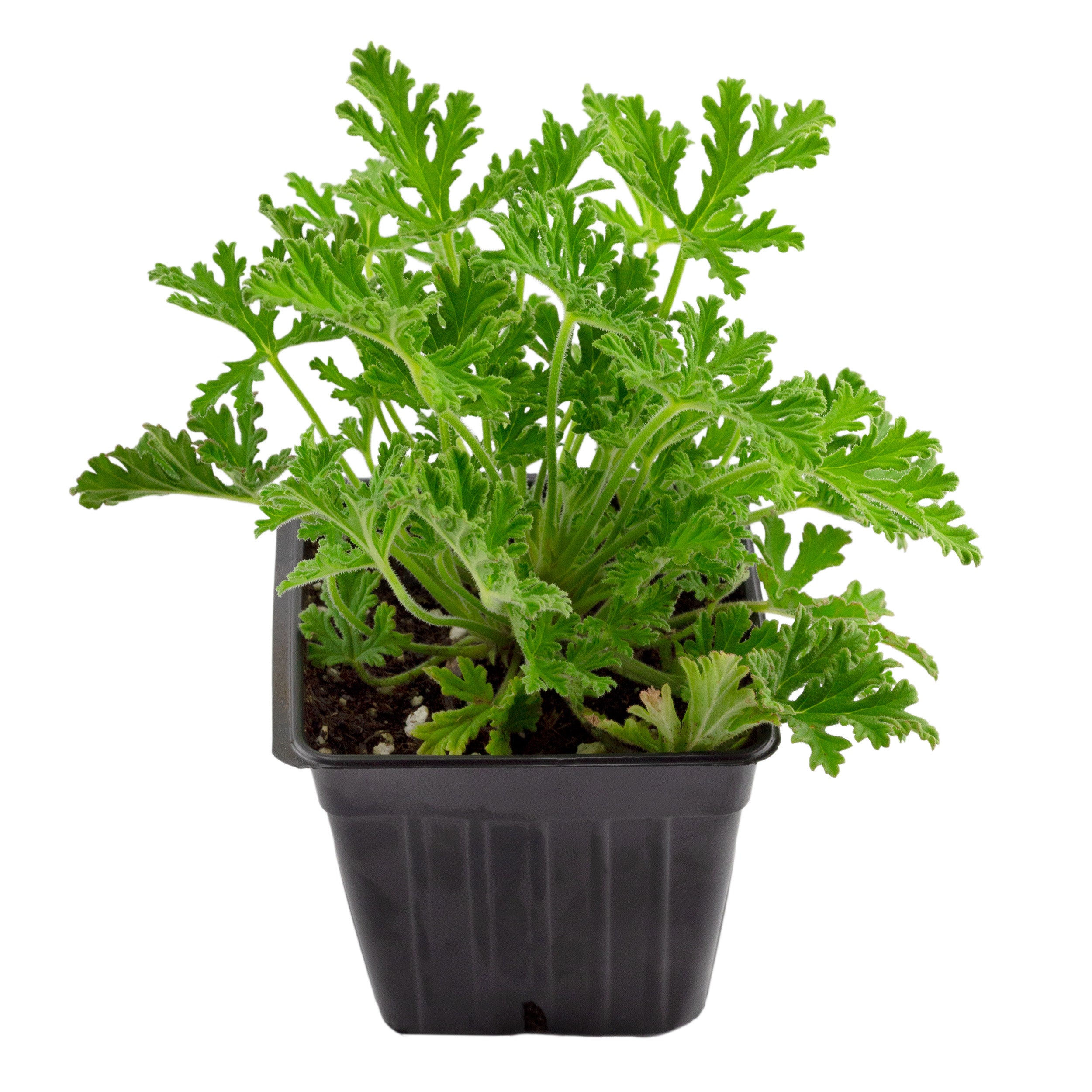 potted citronella plant Live Citronella Geranium Plants (Choose Quantity); Pelargonium Citronella Scented Potted Plants, Choose Quantity – Kurated Korner