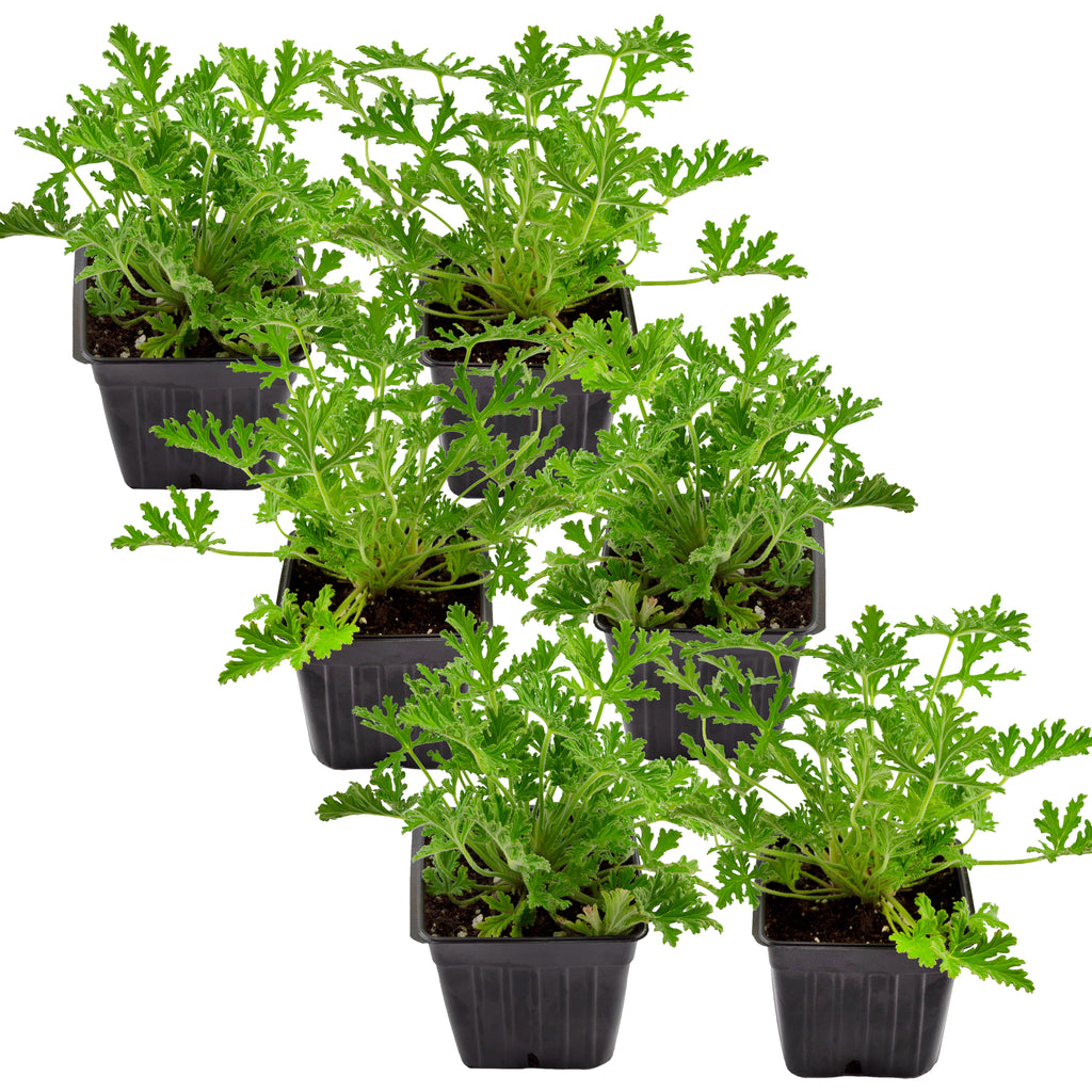 Live Citronella Geranium Plants (6-Pack) - SSKIT142