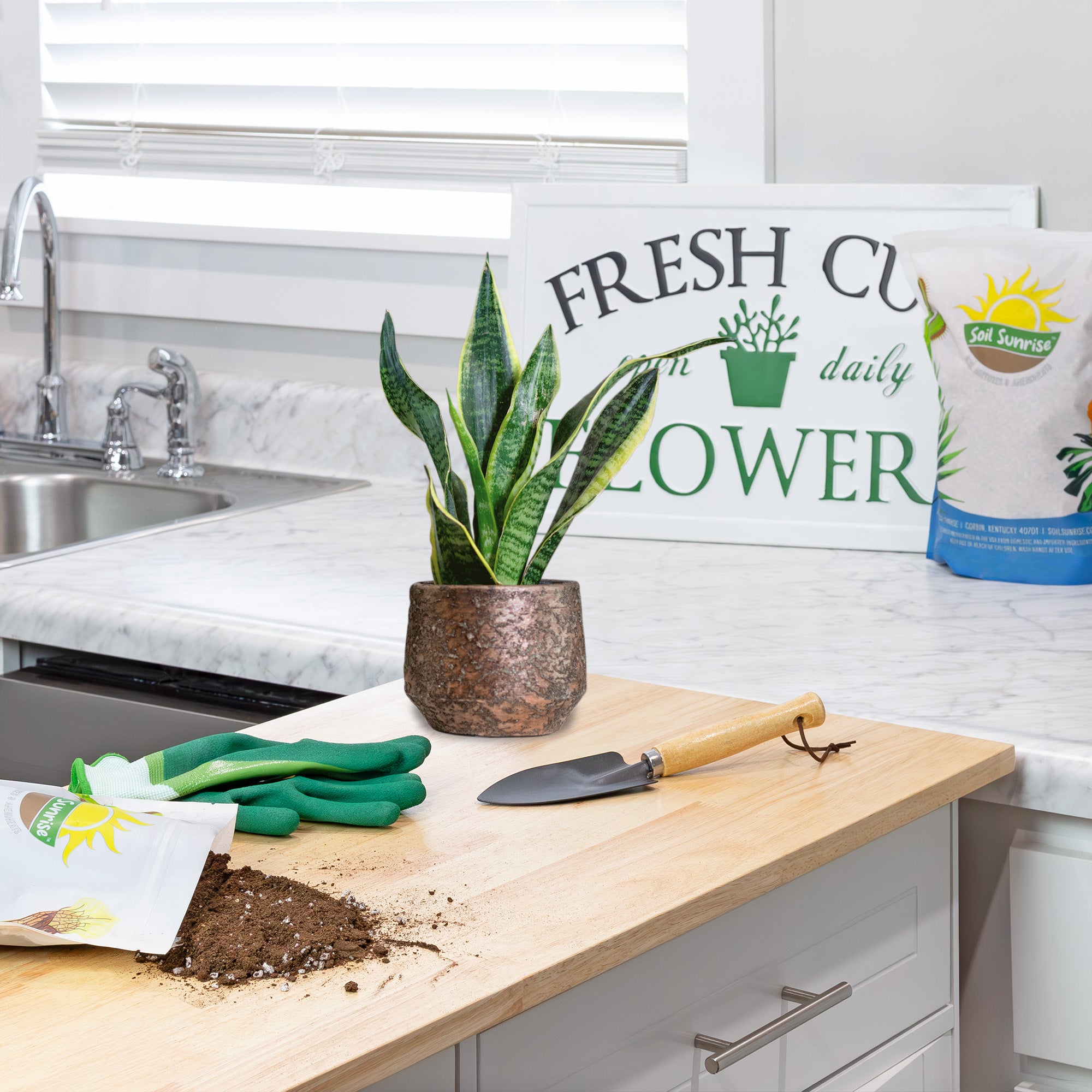 sansevieria soil mix Snake Plant Potting Soil Mix, Specialized Blend for Green Sansevieria Trifascatia Zeylanica Plants – Kurated Korner
