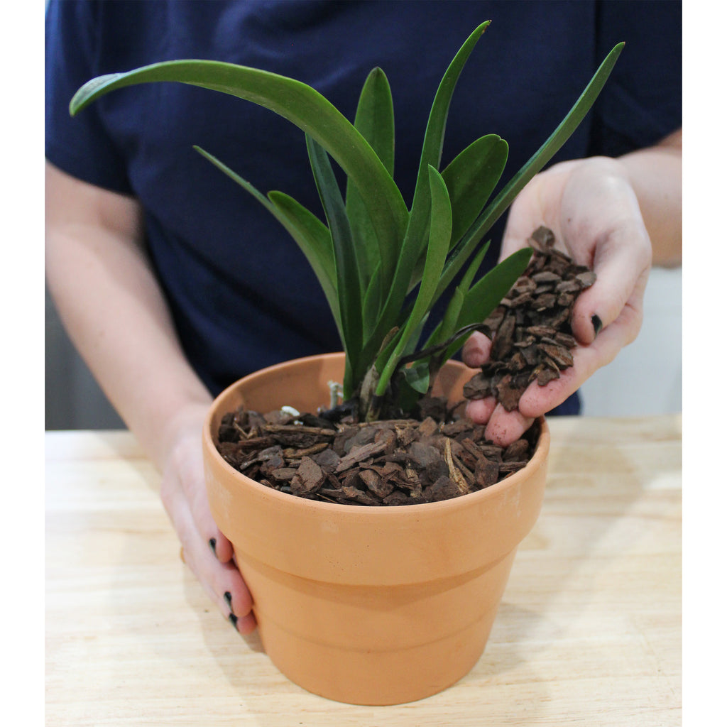 100% Organic Orchid Potting Bark (2 Quarts) - SSKIT163