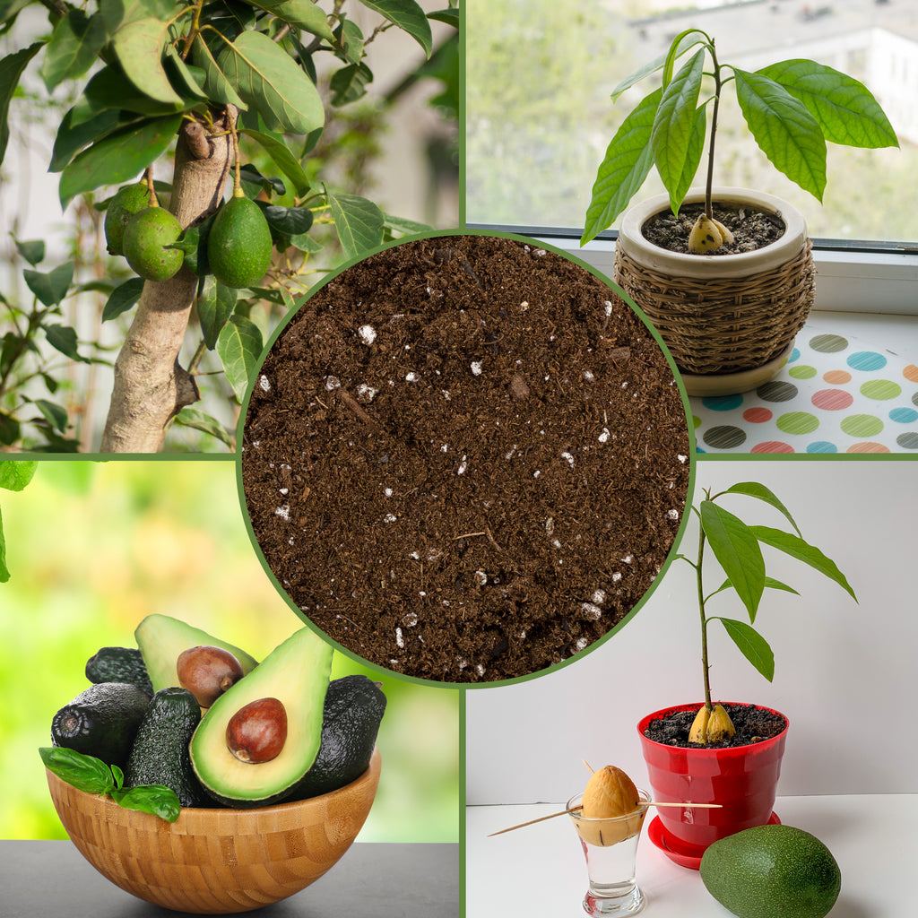 Avocado Tree Potting Soil Mix - SSVarAvocado