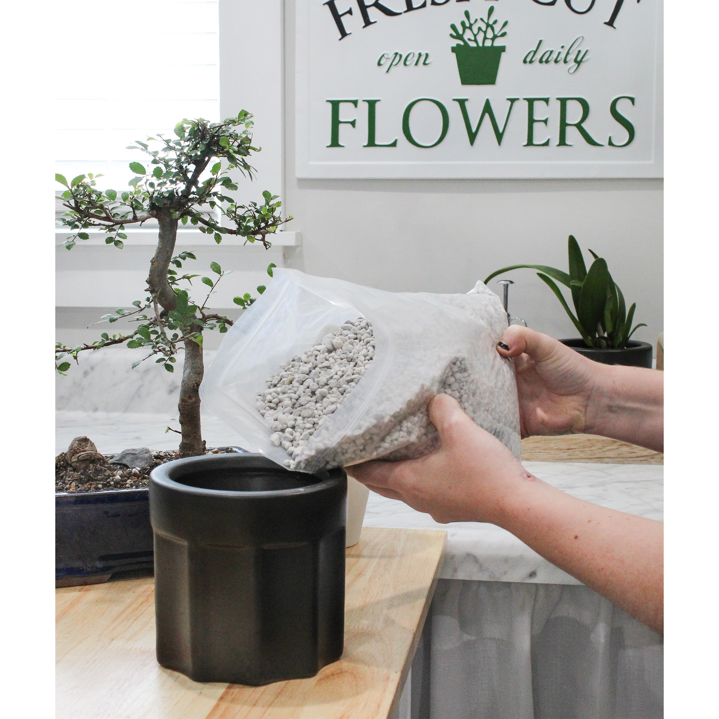 pumice for succulents Horticultural Bonsai Pumice Soil Additive, Ideal Substrate for Bonsai Trees, Cactus and Succulents – Kurated Korner