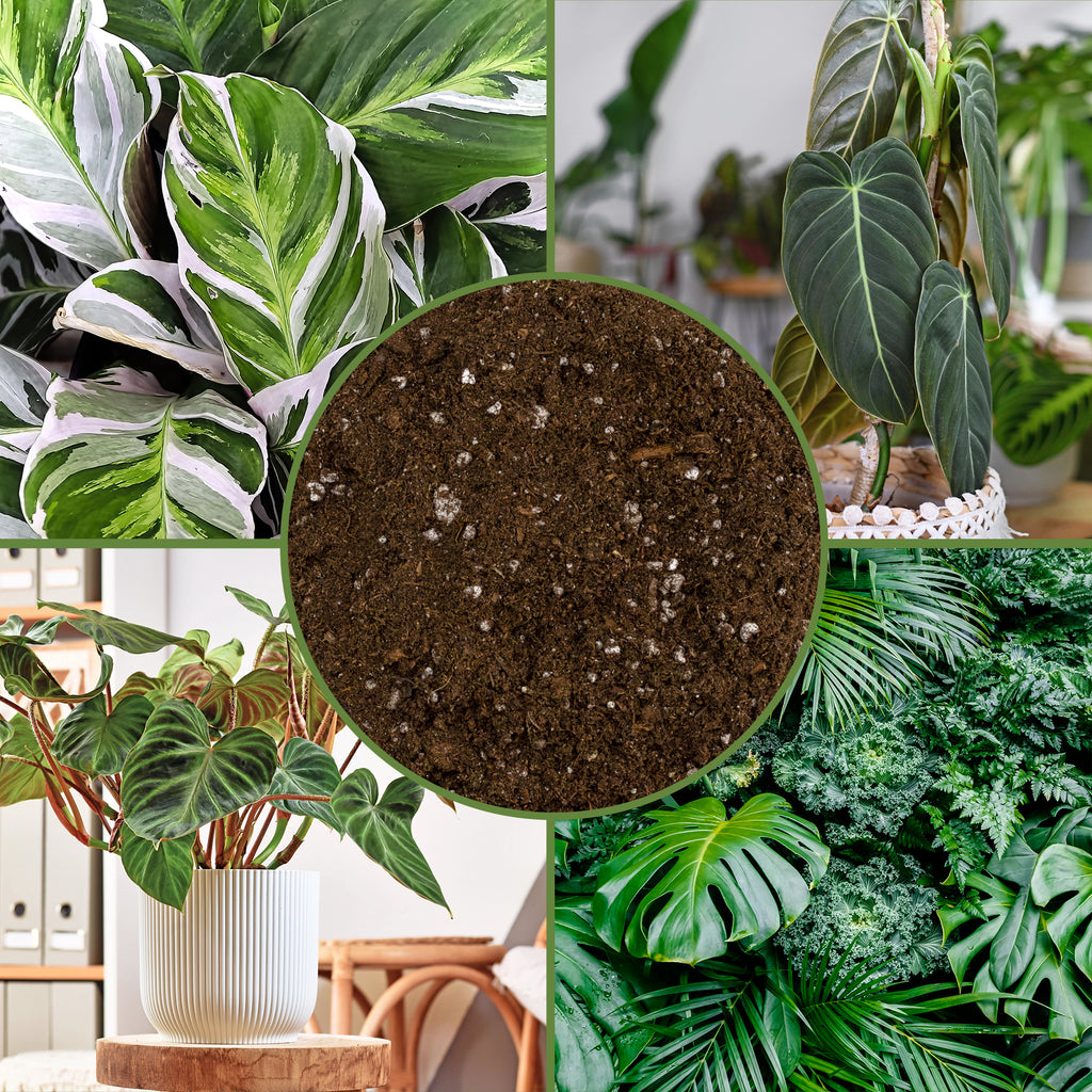 Tropical House Plant Potting Mix (Choose Size) - SSVarTropicPlnt