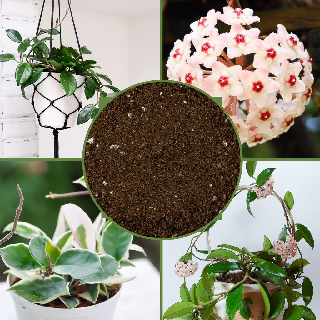 Hoya Plant Potting Soil Mix - SSVarHoya
