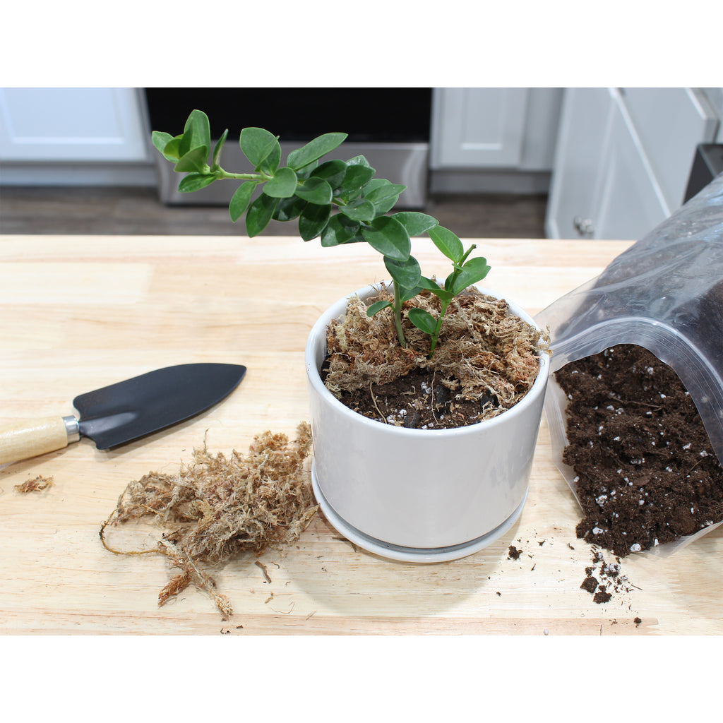 Hoya Plant Potting Soil Mix - SSVarHoya