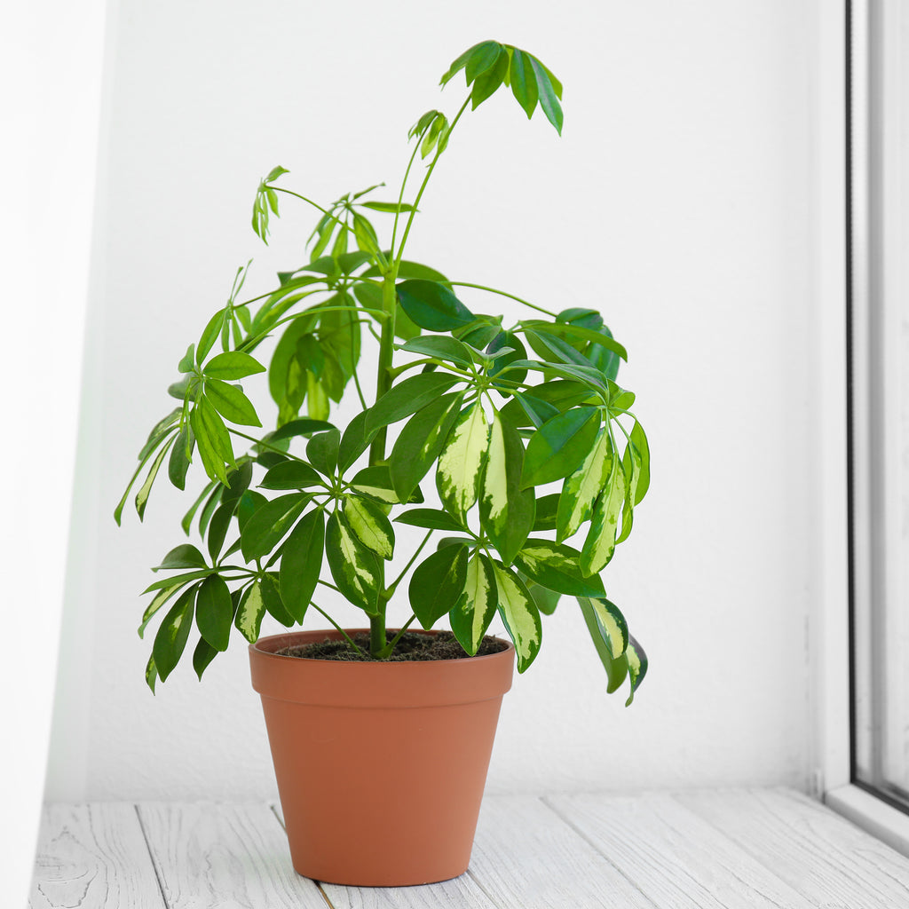 schefflera arboricola soil mix Umbrella Plant Potting Soil Mix; Houseplant Tropical Plant Special Blend – Kurated Korner