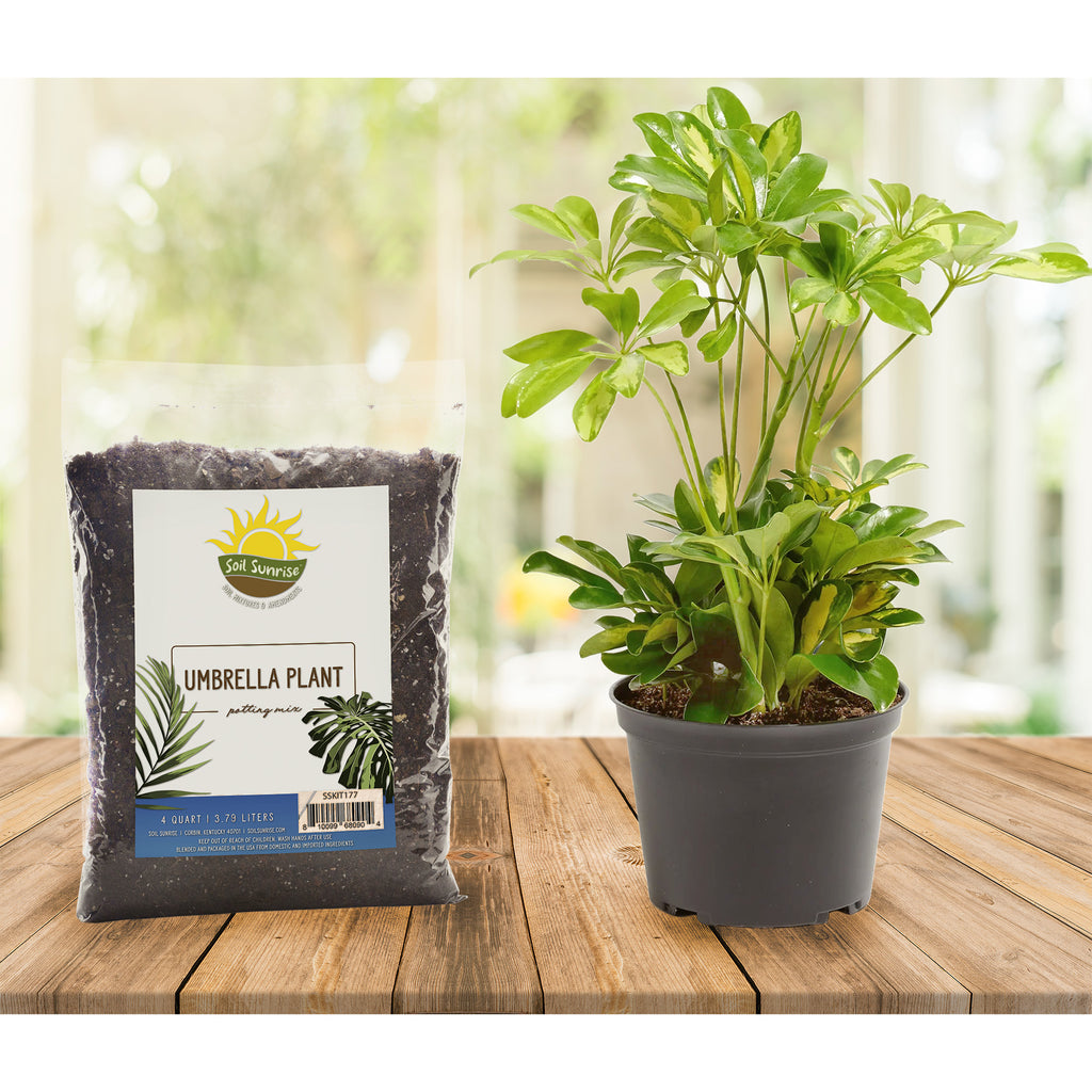 Umbrella Plant Potting Soil Mix, Chooze Size - SSVarUmbrella