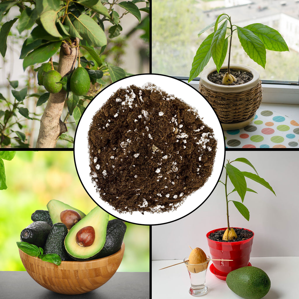 Avocado Tree Potting Soil Mix - SSVarAvocado