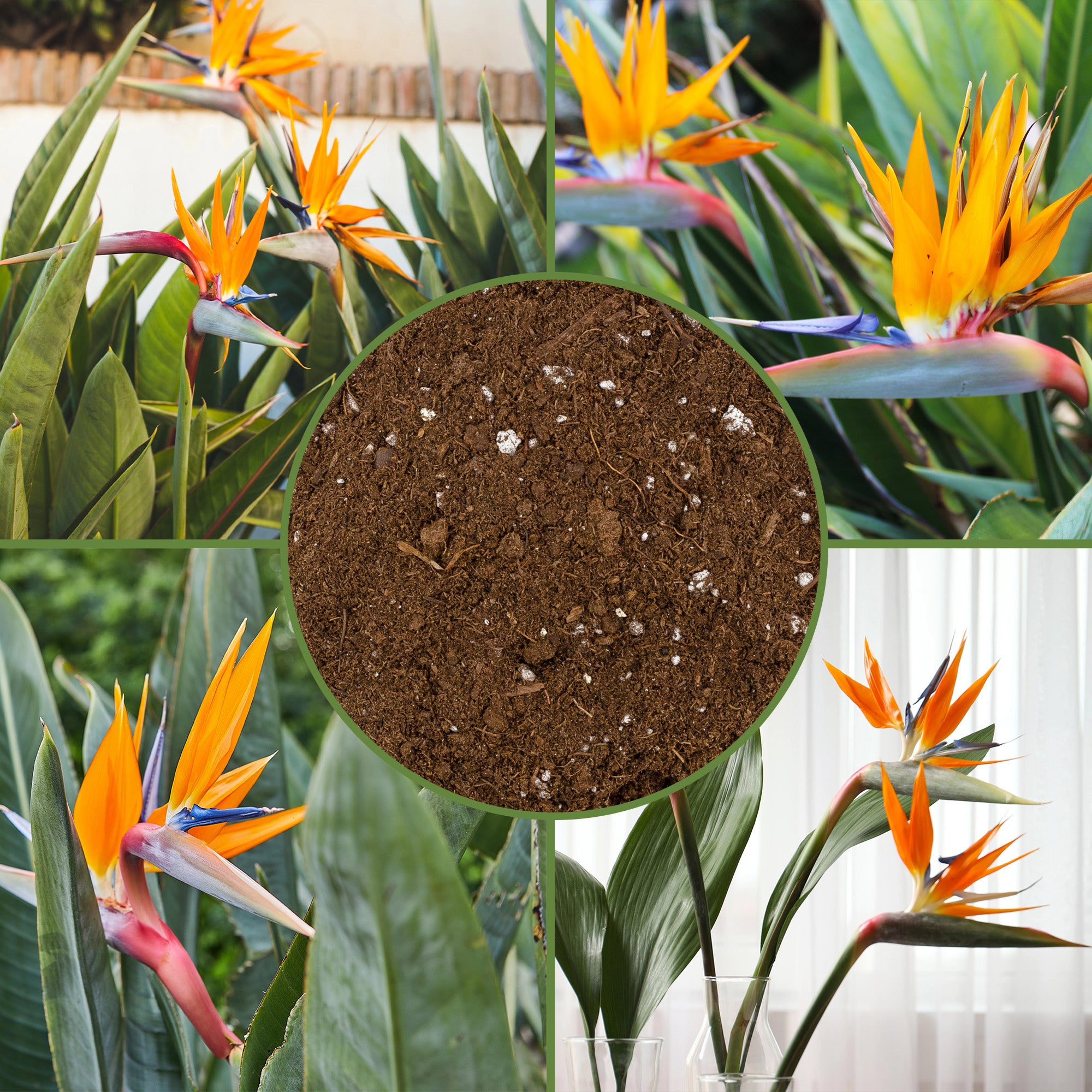 potting mix for bird of paradise Bird of Paradise Potting Soil Mix, All Natural Mix for Indoor / Outdoor Container Tropical Plants – Kurated Korner